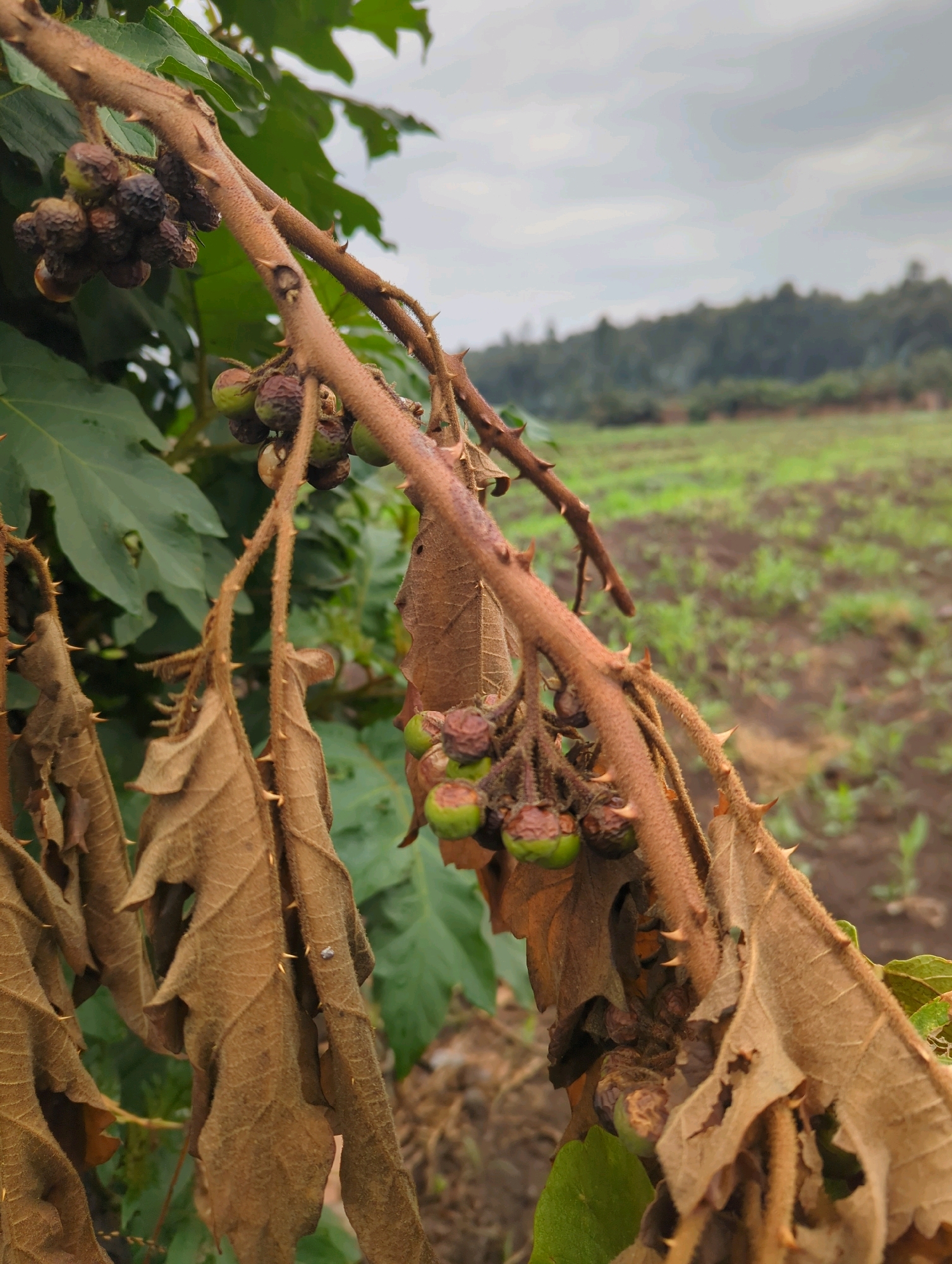 In Musanze District, Rwanda, a close-up shot focuses on a thorny plant stem with clusters of developing fruits and dried leaves. The fruits, some green and others appearing dried and shriveled, are attached to the stem in bunches. The stem itself is covered in numerous sharp thorns and has a reddish-brown hue. Large, dried leaves with prominent veins hang from the stem, contributing to a sense of decay. In the background, a green agricultural field is visible, with rows of crops extending towards a blurred landscape of trees and hills under an overcast sky.
