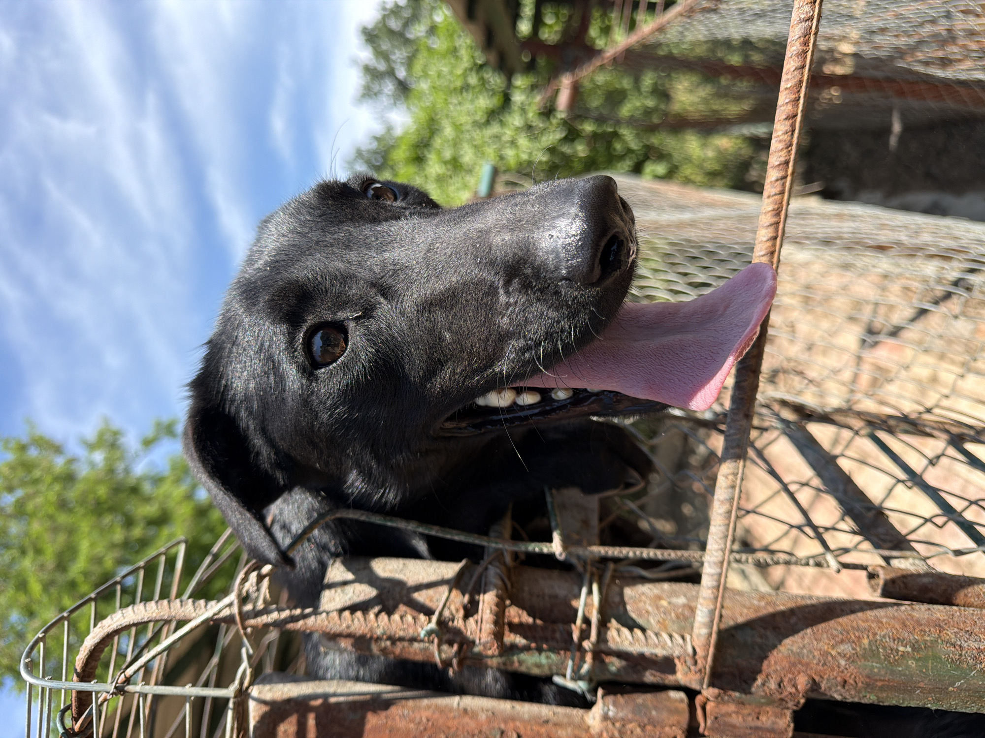 A low-angle, close-up shot features the head and upper body of a black dog, likely a Labrador Retriever, looking upwards and diagonally to the right. The dog's dark, inquisitive eyes are prominent, and its pink tongue is extended, suggesting panting or excitement. Its dark fur shows highlights from the bright sunlight.
The dog is positioned above and behind a rusty, weathered metal structure, possibly a cage or fence, which forms the foreground and bottom right of the image. This structure exhibits significant rust and wear. The background reveals a bright blue sky with subtle, wispy clouds and blurred green foliage from trees, indicating an outdoor, sunny daytime setting. The strong lighting creates distinct shadows and highlights.
The overall impression is one of a cheerful and curious dog in a rustic, natural environment. The location is Grocka Urban Municipality, Serbia. No text is visible in the image.