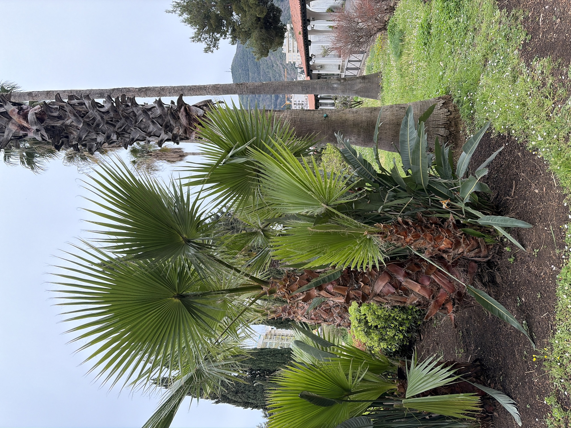 The image shows a garden scene in Budva, Montenegro. Palm trees dominate the foreground, with lush green fan-shaped fronds. The trunks are covered in brown, fibrous material. Behind the palms, there are taller, thinner trees and a building with a red-tiled roof and white facade. In the distance, a hillside is visible under a cloudy sky. The ground is covered with soil and grass. Some small white flowers are scattered in the grass.