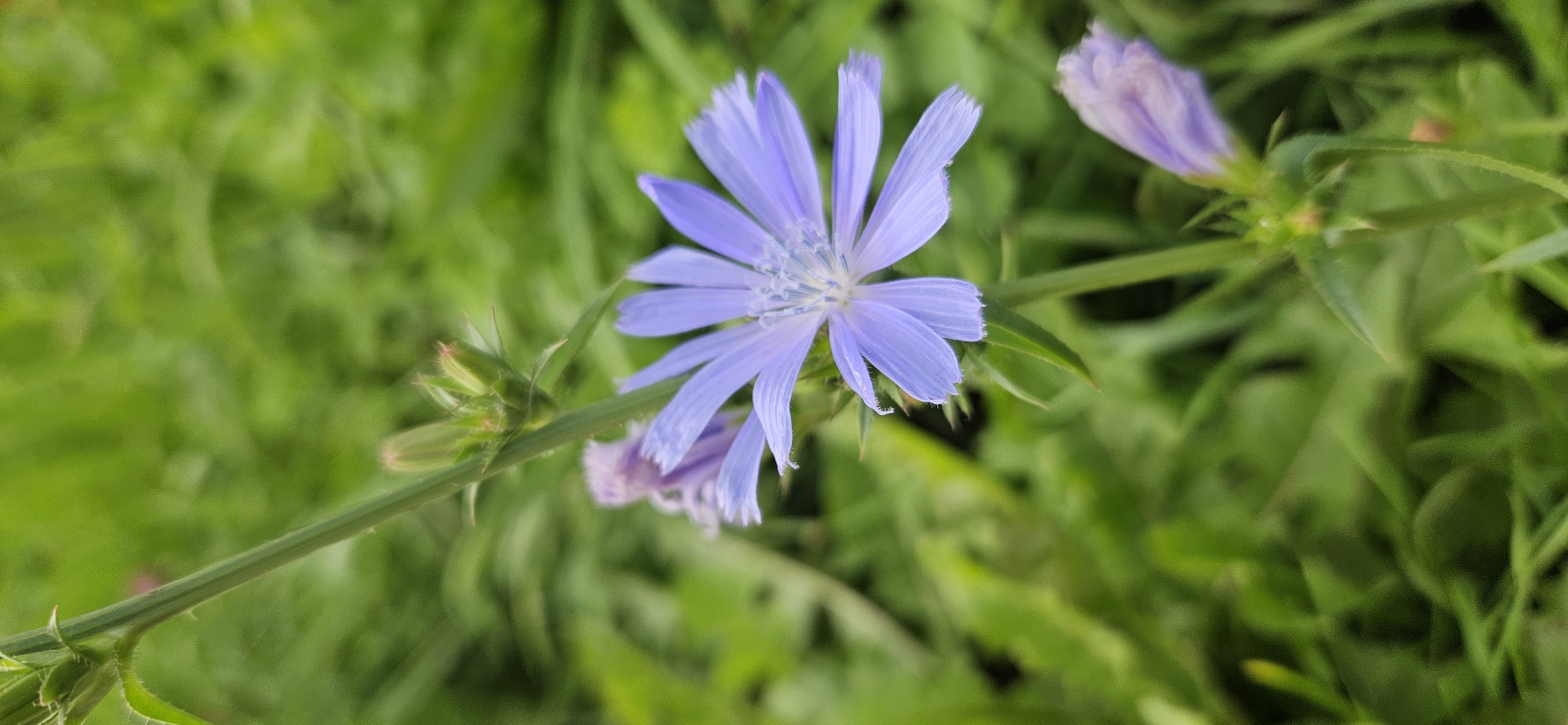 A close-up, vertically oriented, slightly low-angle shot showcases a single, delicate light purple flower of the chicory plant (Cichorium intybus) in bloom. The flower, positioned centrally and slightly to the right, has multiple slender petals radiating outwards from a lighter, almost white center. The petals exhibit a subtle serrated edge. To the left and slightly behind the open bloom, a bud of the same plant is visible, tightly closed. Further up the stem, another unopened bud appears, encased in green sepals. The plant stem is thin and green, with small, spiky structures visible. The background consists of a soft, blurred expanse of vibrant green foliage, suggesting a natural outdoor setting. The lighting appears diffused, characteristic of an overcast day or dappled shade. No people, animals, or man-made structures are present in the image. The image is likely taken in a natural area, such as a park, meadow, or roadside, within Vitsebsk, Belarus.
