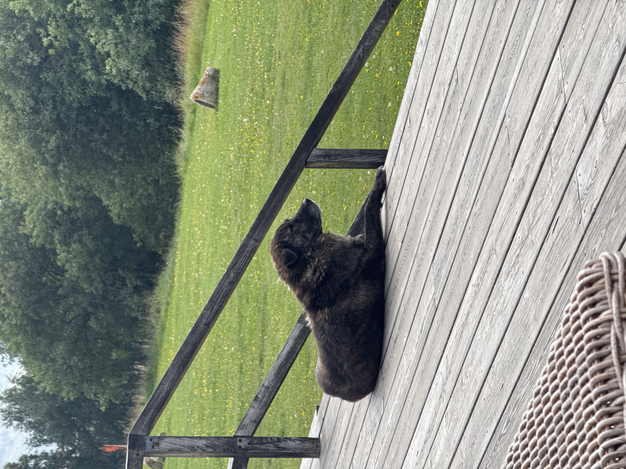 A brindle-colored dog is lying on a wooden deck, facing to the right, with its head turned slightly to the left. The dog appears to be resting, with its front paws extended forward. The deck is made of weathered grey planks, and a wooden railing runs along the left side of the image. In the background, a lush green lawn is dotted with small yellow flowers. Beyond the lawn, a dense line of trees forms a backdrop. A large, weathered cylindrical object, possibly a piece of stone or concrete, rests on the grass in the middle ground. The sky is overcast, suggesting a cloudy day. The scene is set outdoors in a natural environment, possibly a backyard or a park, near Stepantsminda, Georgia. There are no people visible in the image.