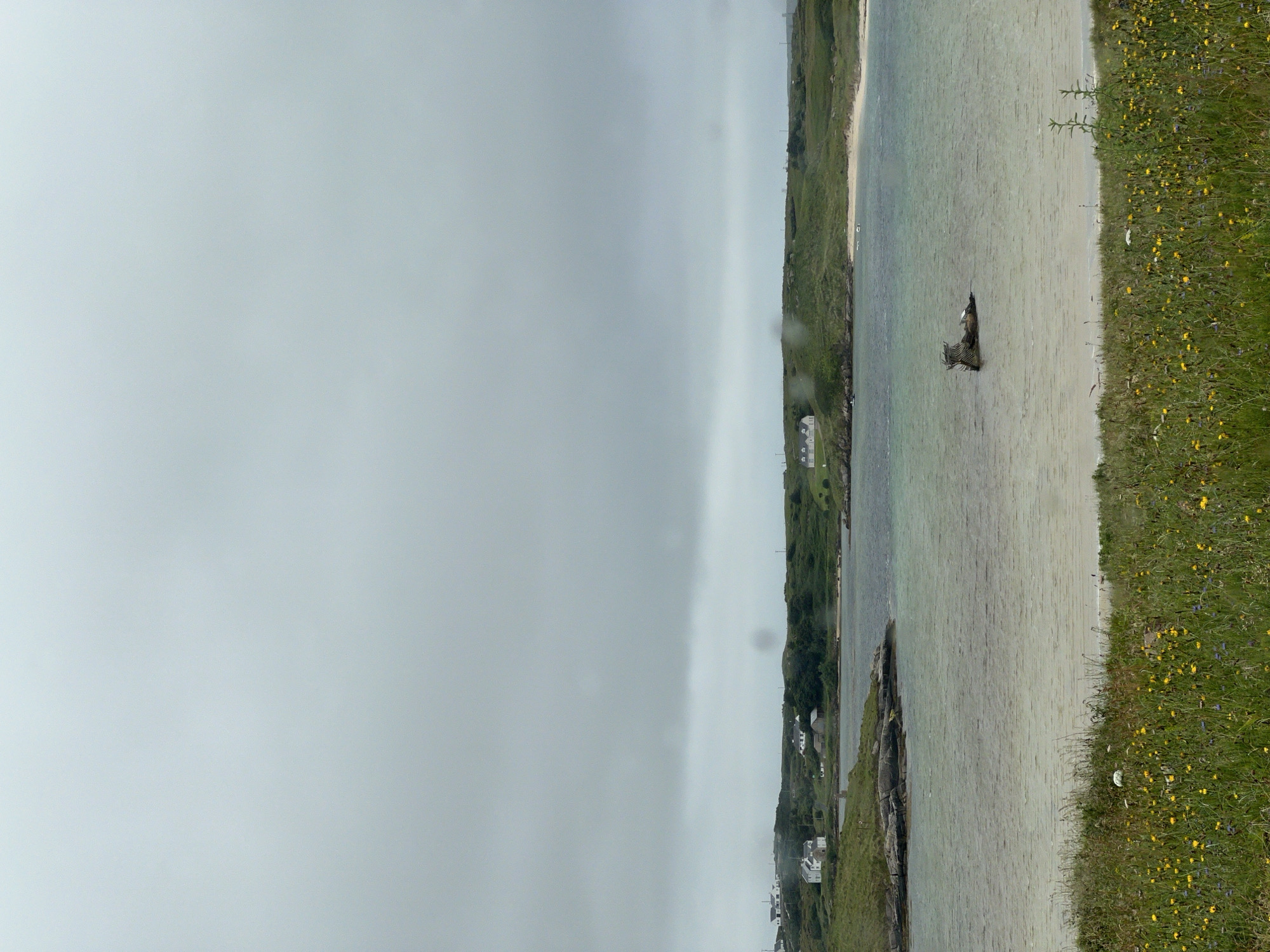 This image depicts a coastal scene in Bunbeg, Ireland, characterized by a calm body of water, a vegetated shoreline, and a distant, hilly landscape dotted with houses. The sky is overcast with heavy, gray clouds, suggesting a muted or rainy day.
In the foreground, a dense patch of green grass and wildflowers, primarily yellow and some purple, stretches across the bottom of the frame. The grass is tall and unkempt in places, with some blades swaying.
The middle ground is occupied by a body of water, appearing to be a bay or inlet. The water is a mix of light green and brown hues, with a sandy or shallow bottom visible in some areas. A small, dark object, possibly a partially submerged boat or debris, is located in the center of the water. The water's surface is mostly smooth, with gentle ripples.
Beyond the water, the shoreline is characterized by green, rolling hills. Several houses, depicted as white structures with dark roofs, are scattered across these hills. Some appear to be residential buildings, while others are smaller outbuildings. The vegetation on the hills is a mix of grass and some trees or shrubs. A sandy beach area is visible to the right of the water.
The background consists of the expansive, cloudy sky, which dominates the upper half of the image. The clouds are dense and appear to be layered, obscuring any direct sunlight. The overall atmosphere is one of a serene, somewhat melancholic, natural landscape.