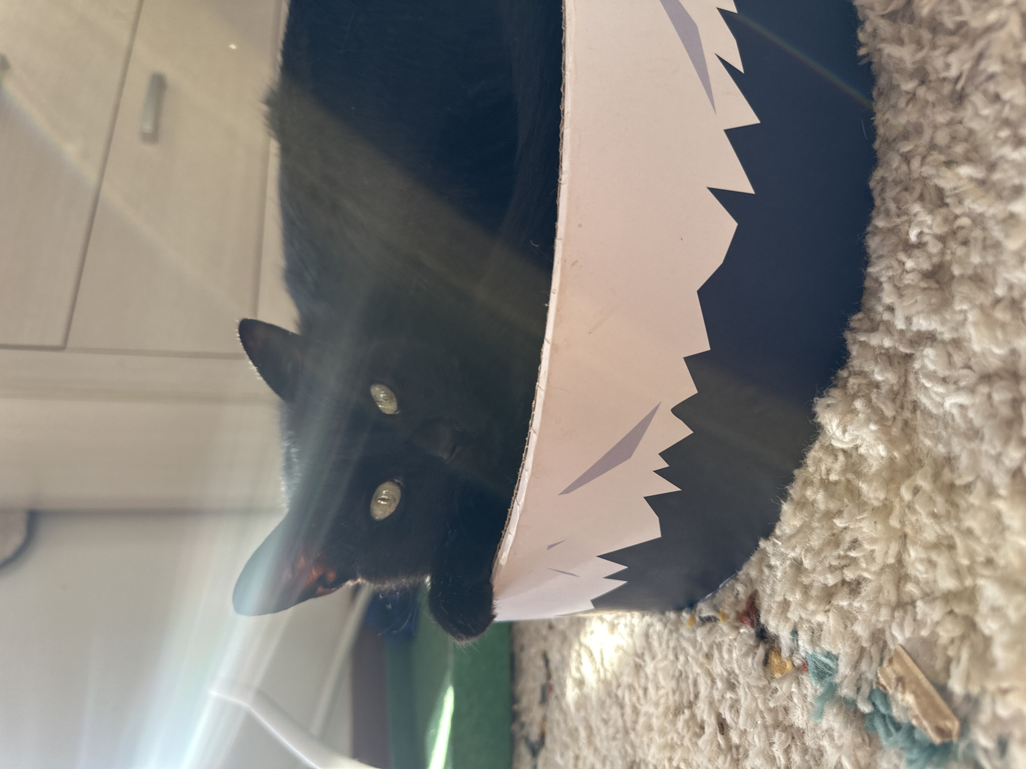 A black cat is inside a black and white cardboard box. The cat's eyes are visible, and one paw is extending out of the box. The box is situated on a shaggy white rug. The background includes a white cabinet and natural light from a window. The location is not identifiable as Budva, Montenegro from the visual information provided.