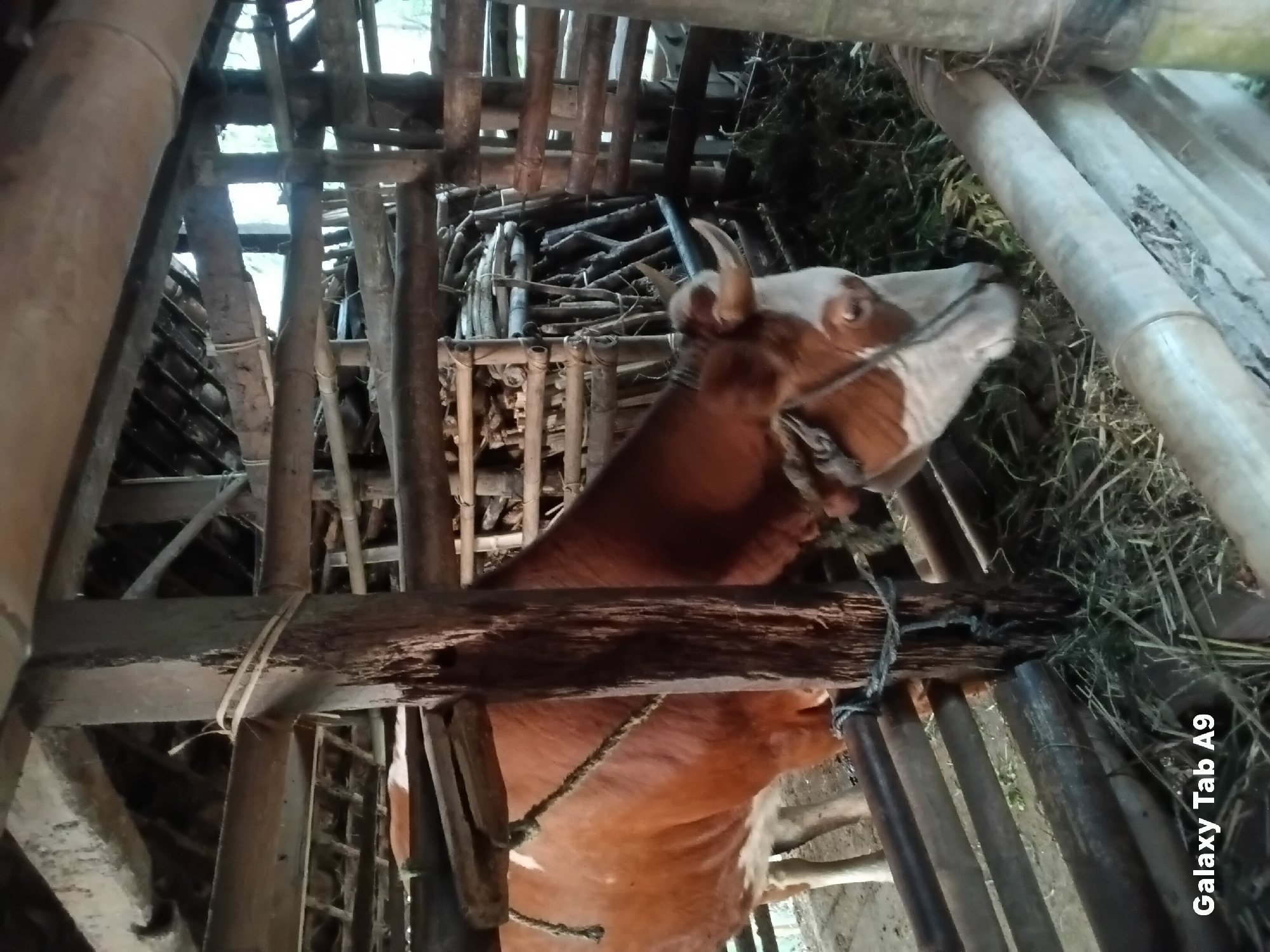 A brown and white cow stands in a wooden enclosure, partially obscured by structural elements. The enclosure appears to be constructed from rough-hewn wood and bamboo, with some materials stacked in the background. The cow is facing to the right, with its head lowered as if eating hay or grass, which is visible on the ground. The scene is dimly lit, suggesting it might be dawn, dusk, or an indoor setting. The image is watermarked with "Galaxy Tab A9". This image likely depicts a livestock pen in a rural setting within Trenggalek, Indonesia, a region known for its agricultural activities, including cattle farming.