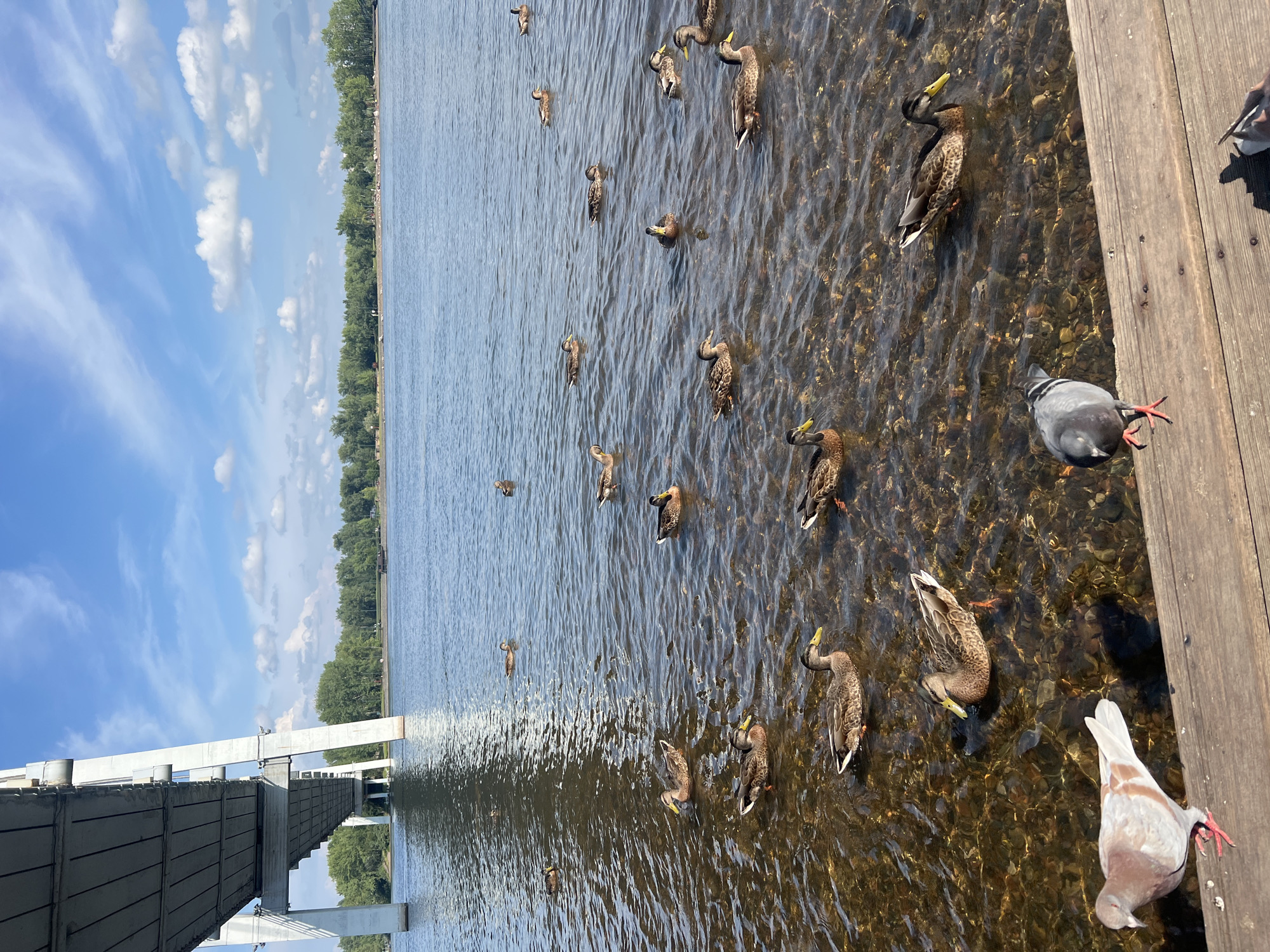 A flock of ducks is swimming in the Yenisei River near the Pedestrian Bridge in Krasnoyarsk, Russia. The water is clear and shallow, allowing the rocky bottom to be visible. Several ducks are gathered near the shore, while others are further out in the water. A pigeon is standing on a wooden pier in the foreground, looking towards the river. The sky is blue with scattered clouds, and trees line the opposite bank of the river. The Pedestrian Bridge spans the river in the background.