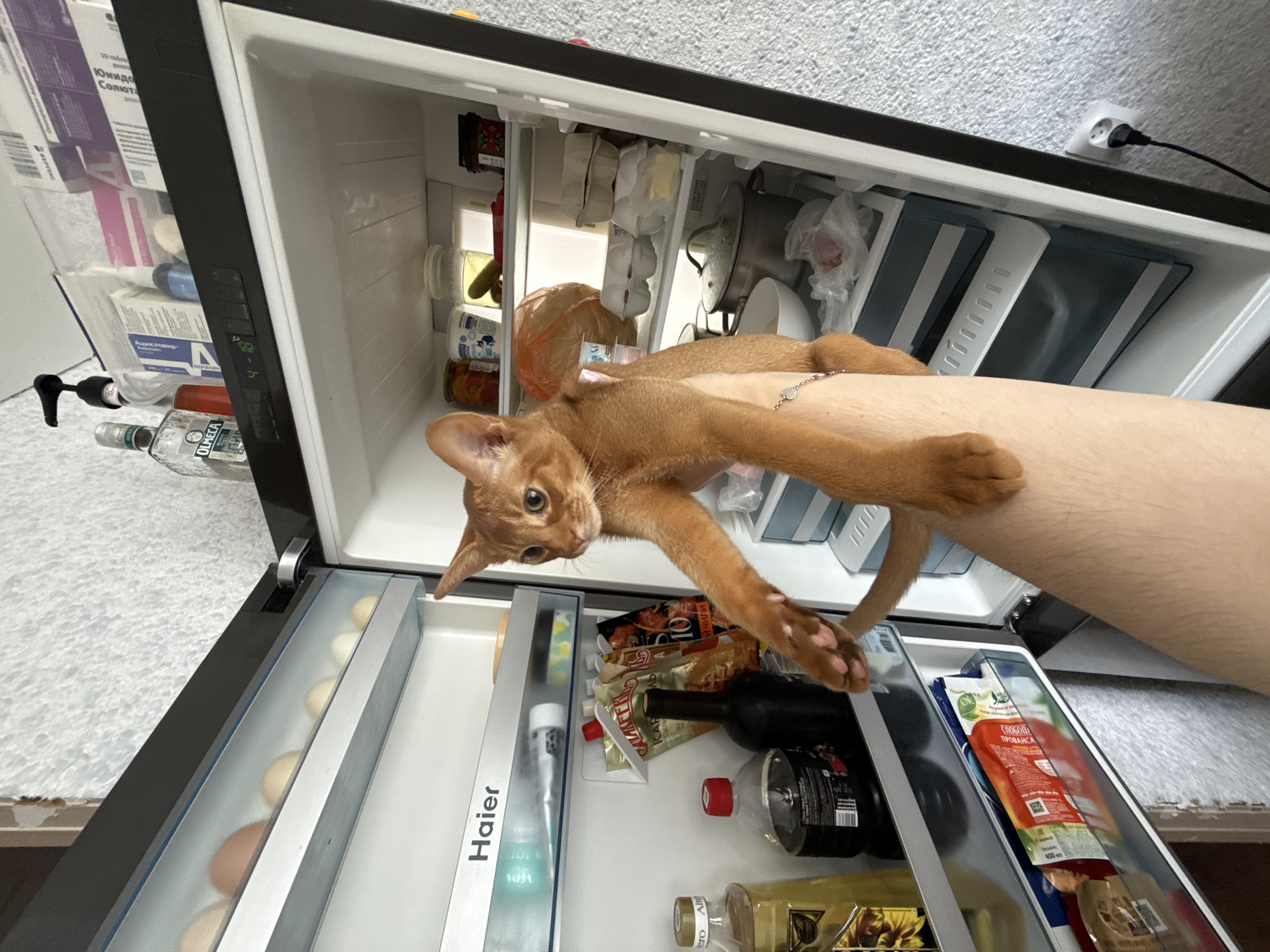 A ginger cat is held up in front of an open refrigerator in a residential kitchen. The cat is a domestic shorthair, possibly of the Abyssinian breed, with pointed ears and bright eyes. The refrigerator is a Haier brand, modern model, with several shelves containing various food items. On the top shelf are eggs in cartons and a jar with what appears to be pickled vegetables. The middle shelves hold dairy products, butter, and more packaged food items. The bottom shelf contains bottles of liquids and other packaged goods. The cat's paw is resting on a human forearm, suggesting the cat is being held by someone out of frame. The kitchen environment appears to be clean and organized. The overall scene is domestic and commonplace, with the unusual element being the cat's placement within the refrigerator.