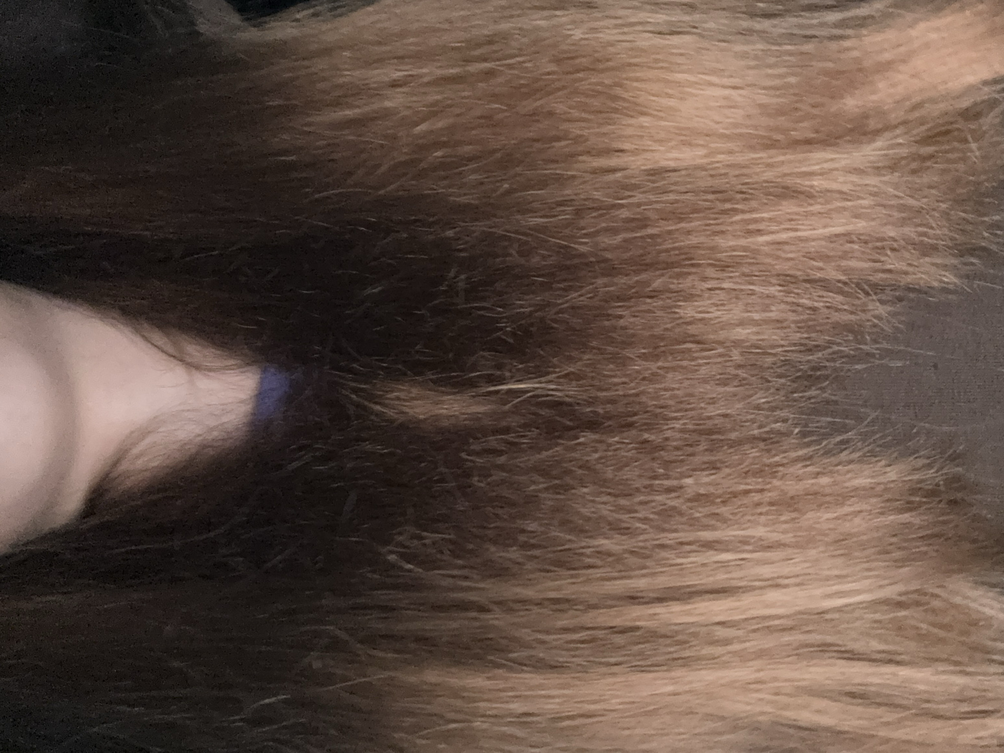 The image shows a close-up of a person's hair, which is long and wavy, transitioning from dark brown at the roots to a lighter, golden brown at the ends. The hair appears somewhat dry and frizzy. A sliver of the person's face is visible at the top, showing part of their lips and chin. The background is dark and out of focus, with a hint of a person's shoulder and neck wearing a dark top and a blue collar visible. There is no discernible information about the location in Відзаўскі сельскі Савет, Belarus, as the image is solely focused on the hair and a small portion of the person's face.