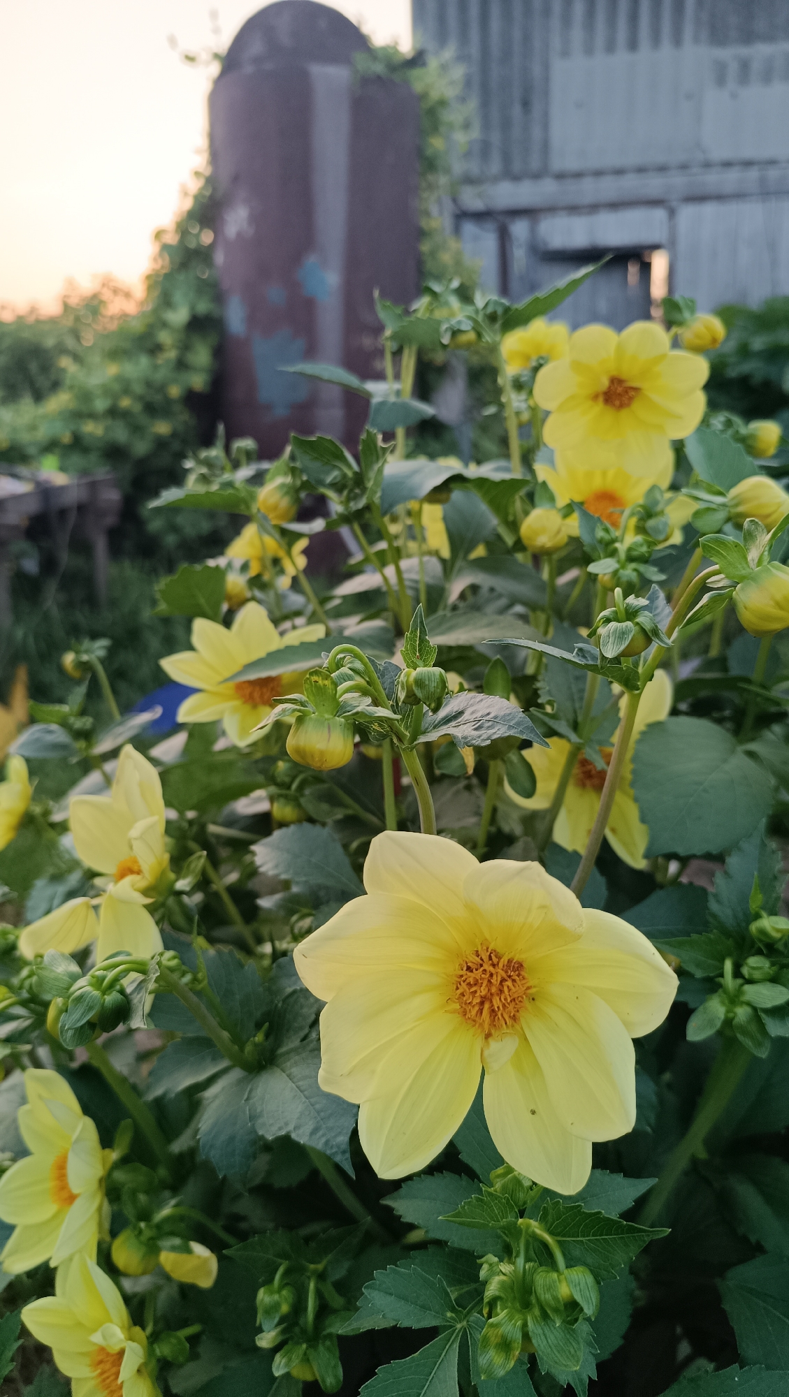 The image captures a close-up view of yellow dahlia flowers in bloom, with several buds also visible. The flowers and foliage are lush and green, suggesting a garden setting. In the background, out of focus, is a weathered, reddish-brown cylindrical structure, possibly a silo or tank, partially overgrown with greenery. To the right of this structure is the side of a building with a corrugated metal exterior, showing vertical lines and a horizontal opening. The sky above is a soft, pale orange and yellow, indicative of either sunrise or sunset. The overall impression is one of a natural, somewhat rustic outdoor environment, likely a backyard or a rural area. There are no people or animals present in the image. The scene does not provide any specific clues to pinpoint its exact location within the city of Karsha, Russia, beyond it being an outdoor space with flora and man-made structures.