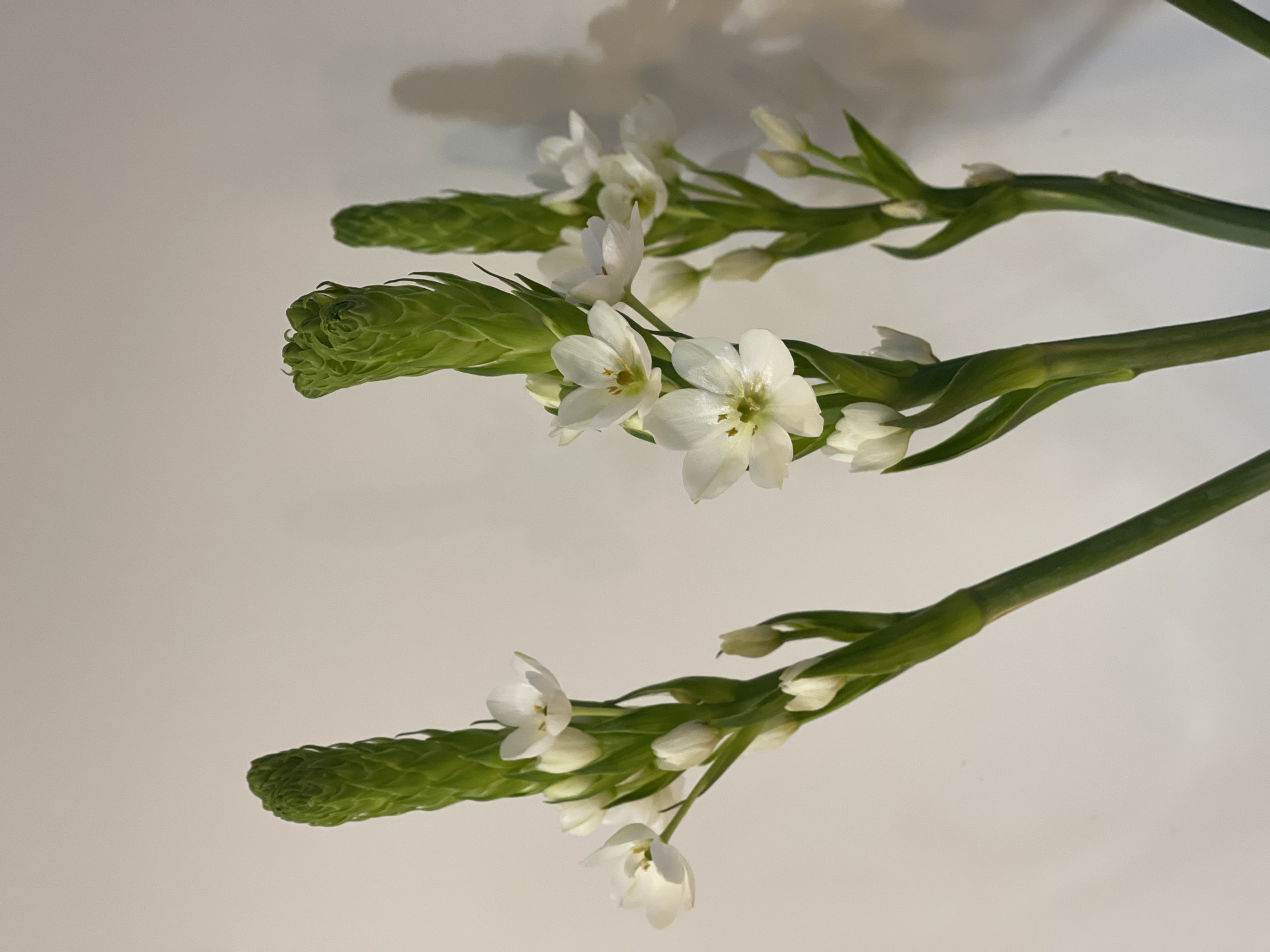The image shows three stalks of white Star-of-Bethlehem flowers (Ornithogalum umbellatum) against a pale, neutral background. The stalks are primarily green, with unopened buds at the top and small white, star-shaped flowers blooming along the stems. The flowers have six petals and a green or yellow center. The stalks are oriented diagonally across the frame, with the top stalks casting faint shadows on the background.
There is no information in the image to indicate that it was taken in Izhevsk, Russia or contains any information about people, subjects, objects, actions, interactions or the environment.