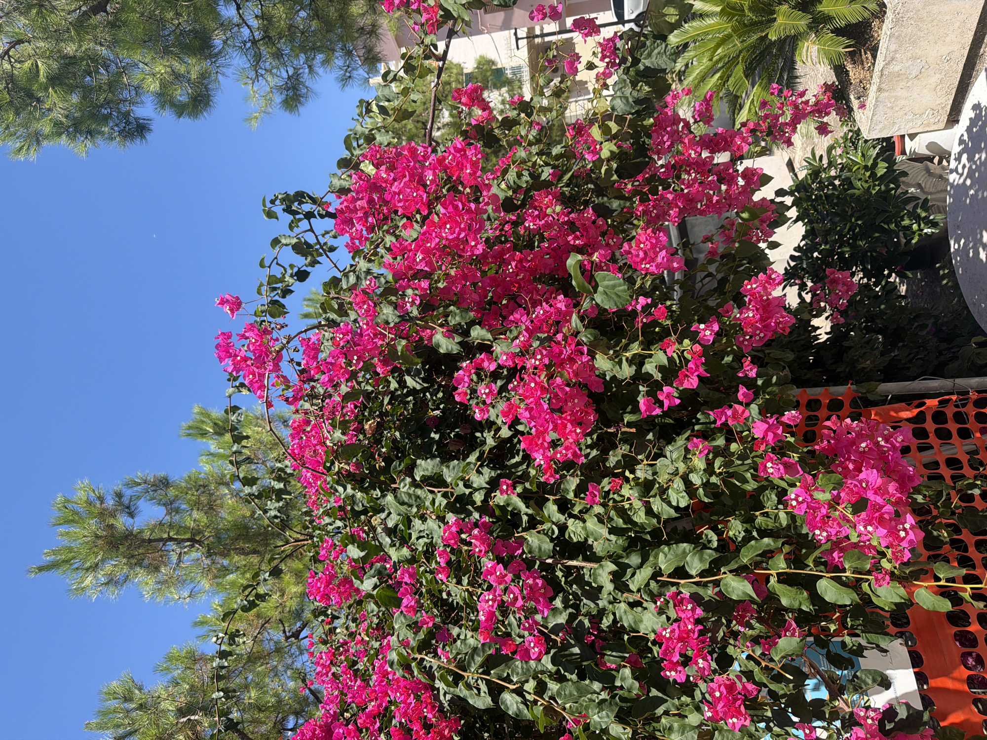 A vibrant bougainvillea bush with bright fuchsia bracts and green leaves dominates the foreground of this outdoor scene. The bush is lush and overflowing, with branches trailing downwards. Behind the bougainvillea, tall pine trees with green needles are visible against a clear, bright blue sky. In the background, a light-colored building with balconies and some windows can be seen. To the right, a potted palm plant adds another element of greenery. An orange plastic safety fence is partially visible at the bottom left of the image. The overall impression is of a sunny day in a Mediterranean setting, likely Polignano a Mare, Italy, given the characteristic vegetation and architecture. There are no people visible in the frame.