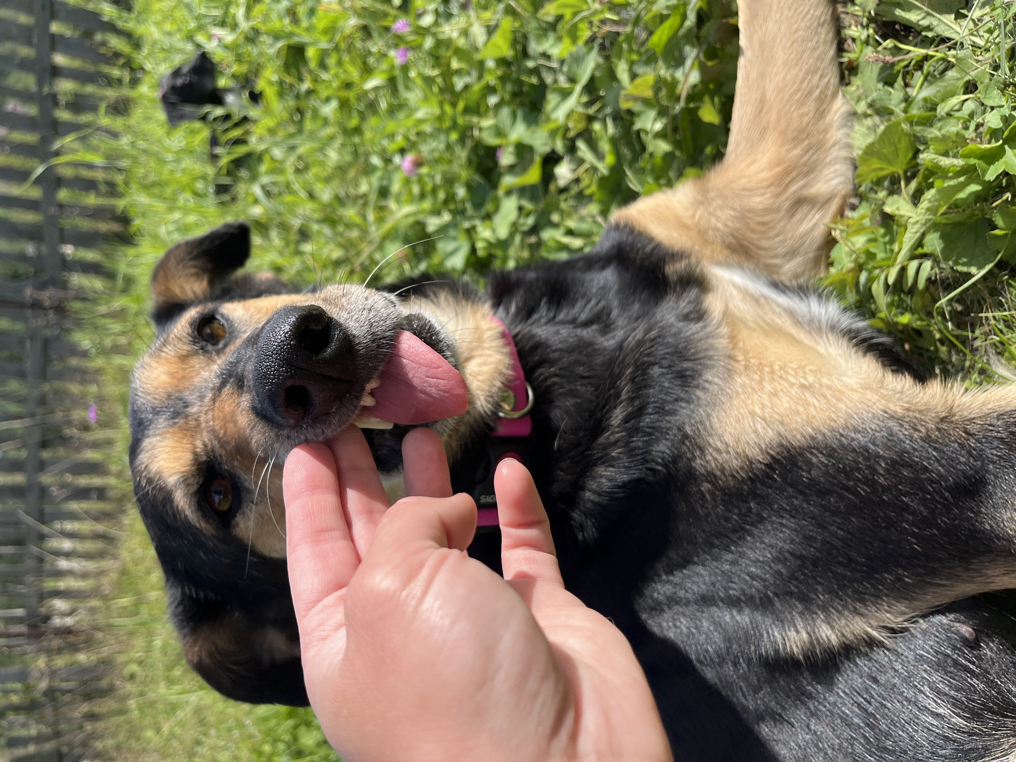 In Nizhny Tagil, Russia, a close-up shot captures a medium-sized dog with black and tan fur lying in a grassy area outdoors. A human hand is gently holding the dog's muzzle, encouraging it to open its mouth, revealing its pink tongue and teeth. The dog is wearing a pink collar. In the background, out of focus, a wooden fence and more green grass are visible. Another dog is faintly visible in the background, also in the grass. The lighting suggests it is daytime, likely sunny.