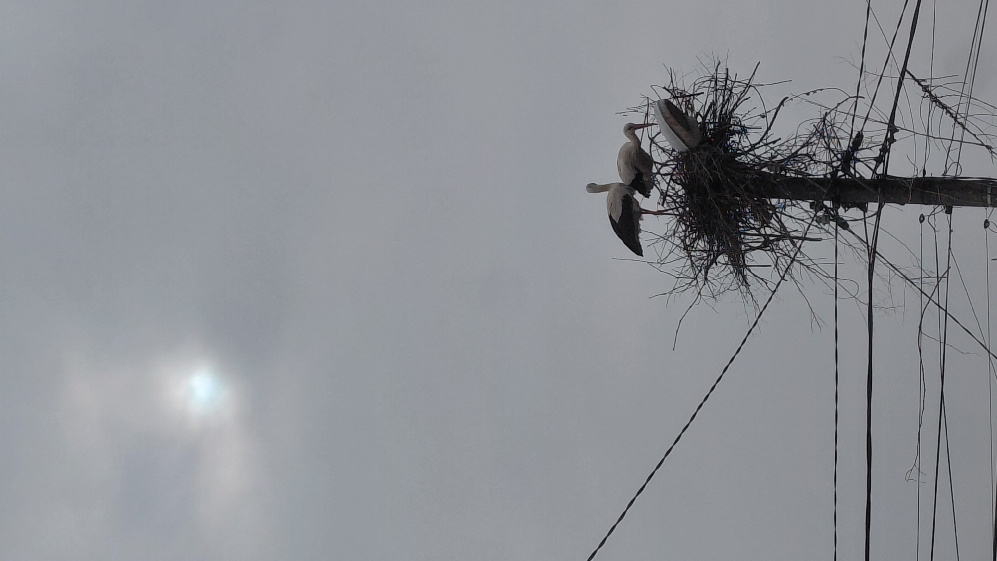The image shows a utility pole with a large nest on top, likely in the city of Unknown, Unknown, as no specific location is given. The nest appears to be made of branches and twigs. Two storks are visible in and around the nest. Several power lines run alongside the pole. The sky is overcast and grey.