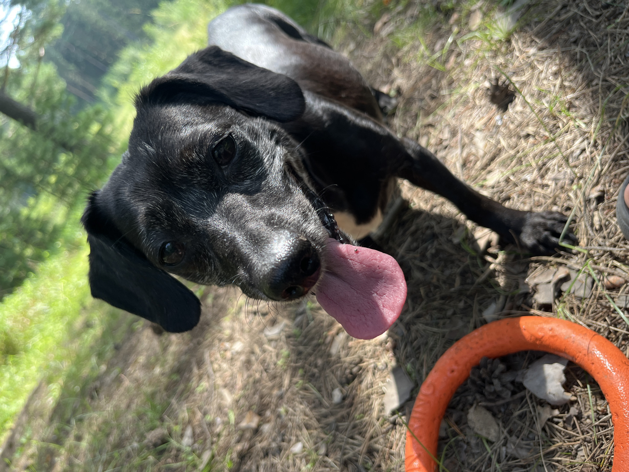 A close-up, high-angle shot shows a black dog with its tongue hanging out, panting in an outdoor setting. The dog has white hairs around its muzzle and eyes, suggesting it may be older. It is looking directly at the camera with a slightly tilted head. To the lower left of the frame, a bright orange ring-shaped toy is visible on the ground, which is covered in dry leaves, pine needles, and sparse green grass. The background is blurred, with patches of sunlight filtering through trees, indicating a natural environment like a park or forest. The image quality is slightly distorted by motion blur, particularly in the background and extremities of the dog. There are no people present in the image, and no specific landmarks are visible that would place this scene within the city of Nizhny Tagil, Russia.