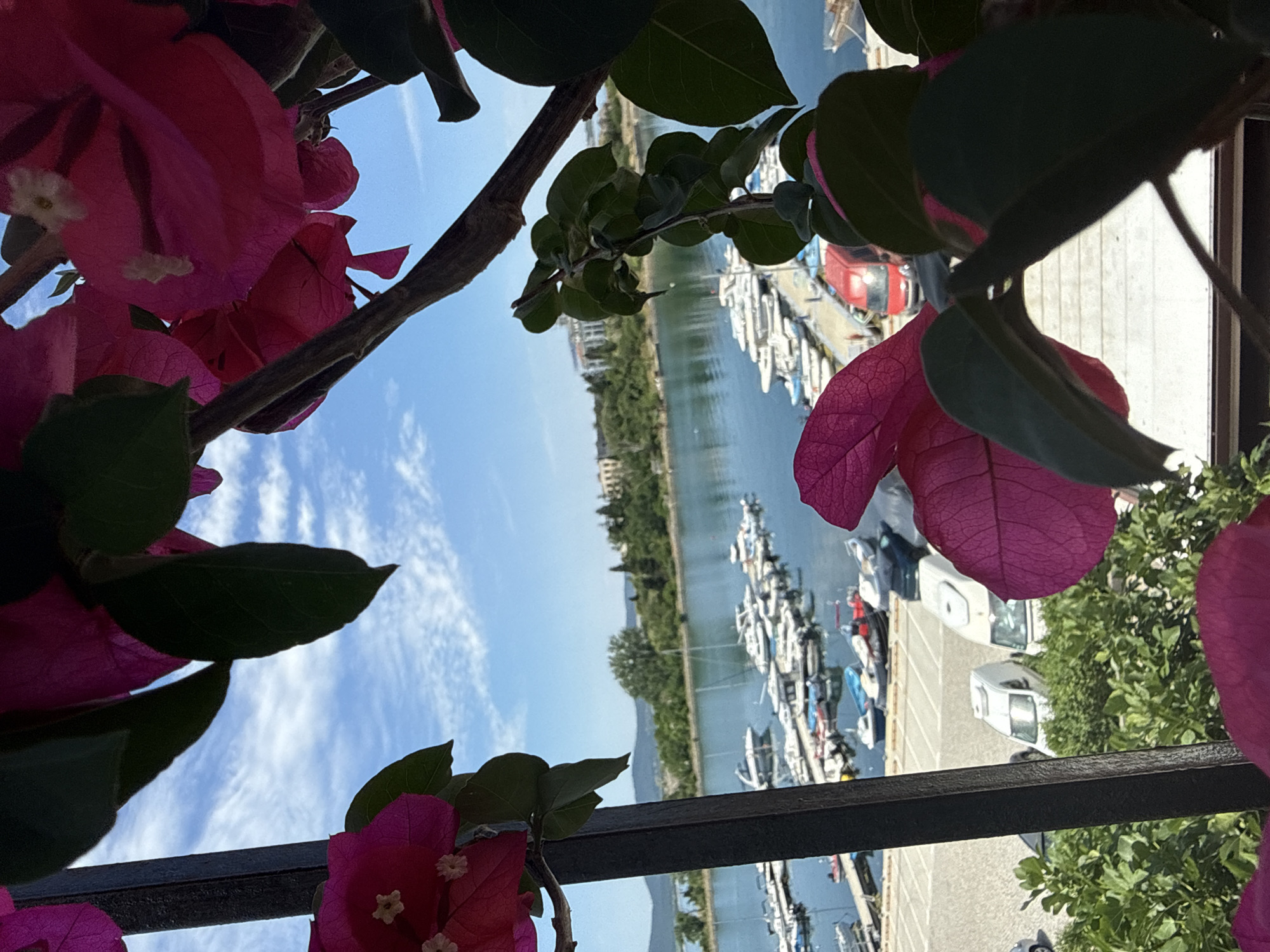 This is a slightly tilted, eye-level shot of a harbor in Sozopol, Bulgaria, framed by vibrant pink bougainvillea flowers and lush green leaves. The foreground is dominated by the large, textured petals of the flowers and the dark branches of the plant. In the mid-ground, a calm body of water stretches horizontally, filled with numerous white sailboats and smaller motorboats docked side-by-side. The water reflects the bright blue sky, which is dotted with thin, wispy white clouds, suggesting a clear and sunny day, likely in the late morning or early afternoon.
Beyond the boats, a tree-lined shore is visible, with a strip of buildings and more trees suggesting a developed coastal town. The buildings appear to be low-rise, with a traditional architectural style. Further in the distance, rolling hills form the backdrop under the expansive sky. On the right side of the image, a paved area with parked cars, including a white van, is visible behind the flowering branches, indicating a public access or parking area near the harbor. The overall impression is one of a peaceful, scenic, and sunny day at a picturesque Mediterranean or Black Sea harbor, with nature and human activity coexisting harmoniously. There is no visible text in the image.