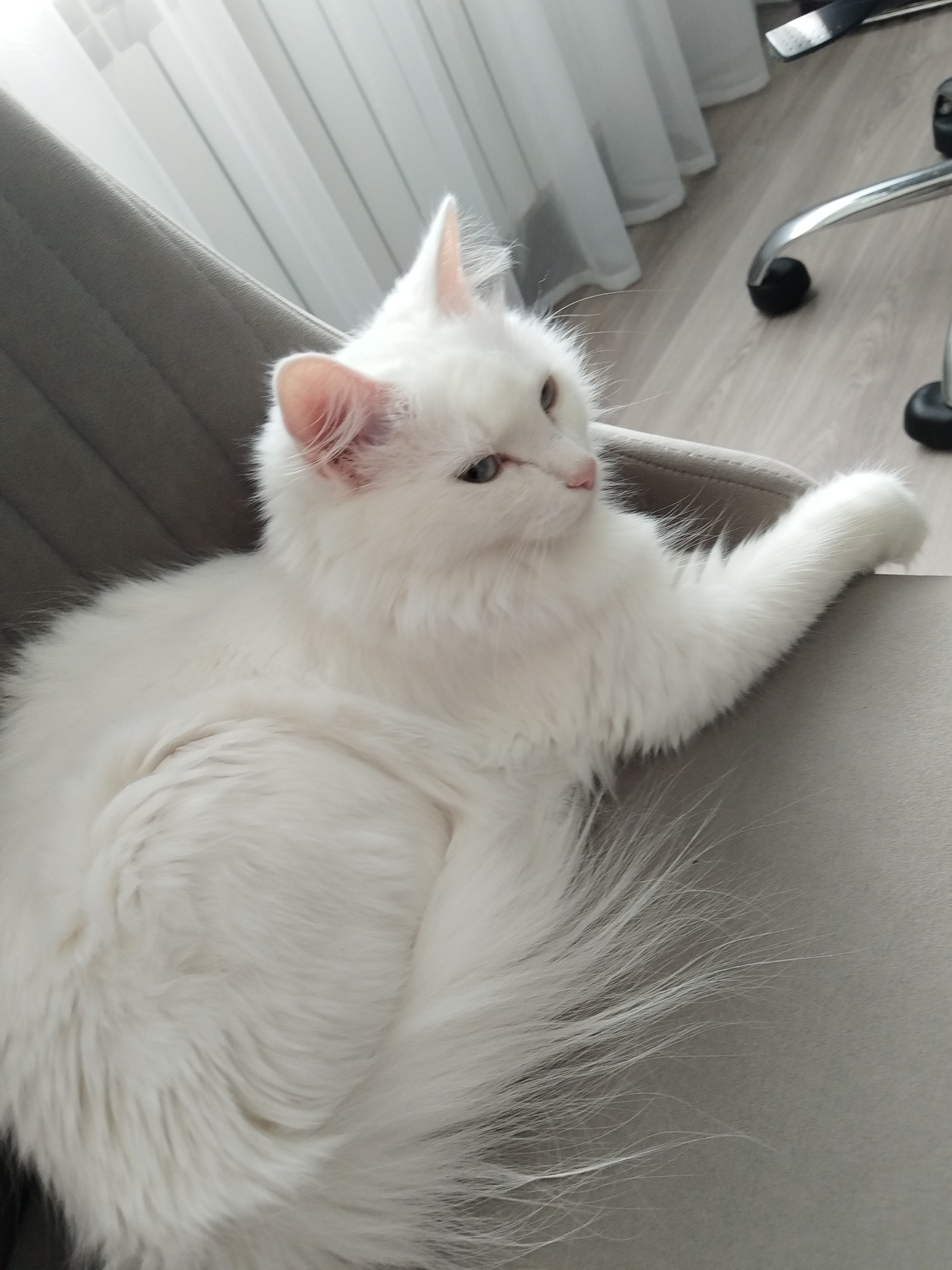 A fluffy white cat with blue eyes is resting on a grey chair. The cat's tail is long and bushy, and its paw is extended over the side of the chair. The background shows a window with white curtains and a wooden floor. There is also a part of an office chair visible on the right side of the image. The image appears to be taken indoors, in a domestic setting, possibly in the city of Bezlesnyy, Russia.