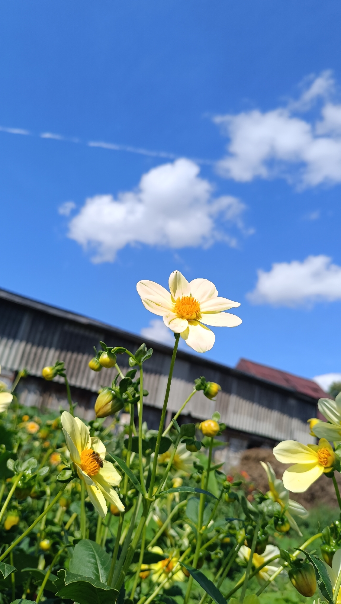 An outdoor, low-angle shot depicts a white and yellow dahlia flower in the foreground, with other yellow dahlias and buds visible in the soft focus background. The flowers are on tall green stems. Behind the flowers is a blurred, grey, wooden building with a red roof, and a bright blue sky with scattered white clouds. The scene is suggestive of a rural or garden setting. The image does not contain any people or actions. The location is identified as Karsha, Russia.