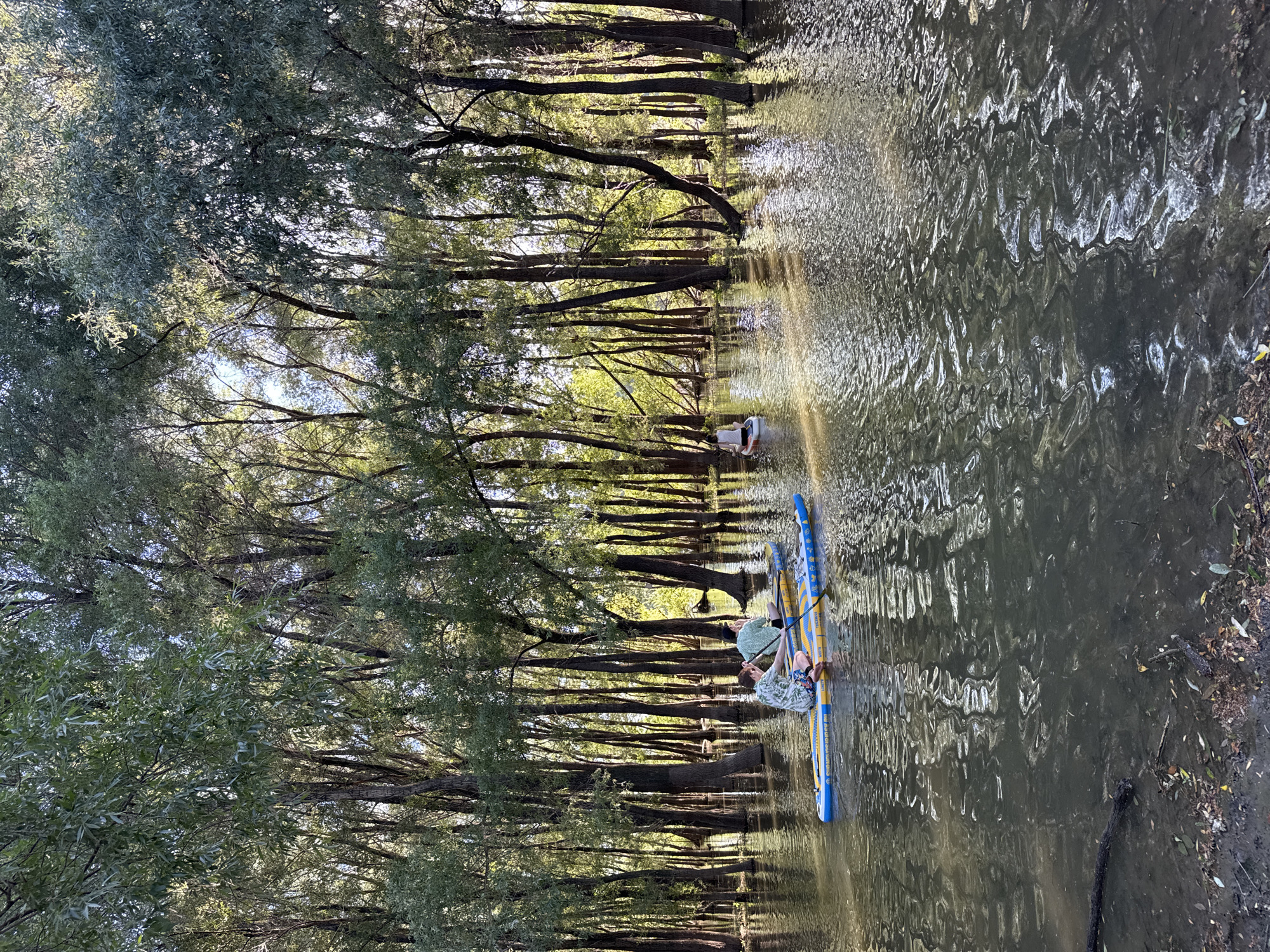 The image depicts a serene natural scene in the city of Novosibirsk, Russia, likely within a forest area. Three individuals are engaged in paddleboarding on a body of water surrounded by numerous tall trees. The water reflects the dappled sunlight filtering through the dense canopy of green leaves. In the foreground, two individuals are on a single paddleboard, one facing away from the camera, seated, while the other is also seated and appears to be paddling. A third individual is on a separate paddleboard further in the distance, also seated. The trees, with their dark, vertical trunks, create a sense of depth and immersion in the natural environment. The water appears calm, with gentle ripples on its surface. The overall atmosphere is tranquil and suggests a recreational activity enjoyed amidst nature.