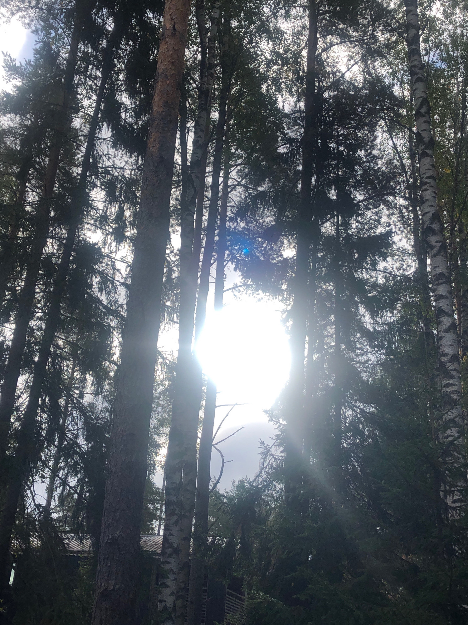 The image is a low-angle, wide shot of a dense forest with tall trees in the foreground and midground. The sun is shining brightly through the trees, creating a lens flare effect and washing out some of the details. The trees are a mix of evergreen and deciduous types, with some visible birch trees with their characteristic white bark. In the background, a building with a dark, sloped roof is partially visible through the trees. The building appears to be a house or cabin, with some wooden siding or fencing visible on the right side. The overall impression is a natural, secluded setting within a wooded area. The image does not contain any people or animals, and no specific actions or interactions are depicted. The location is identified as Unknown, Russia.