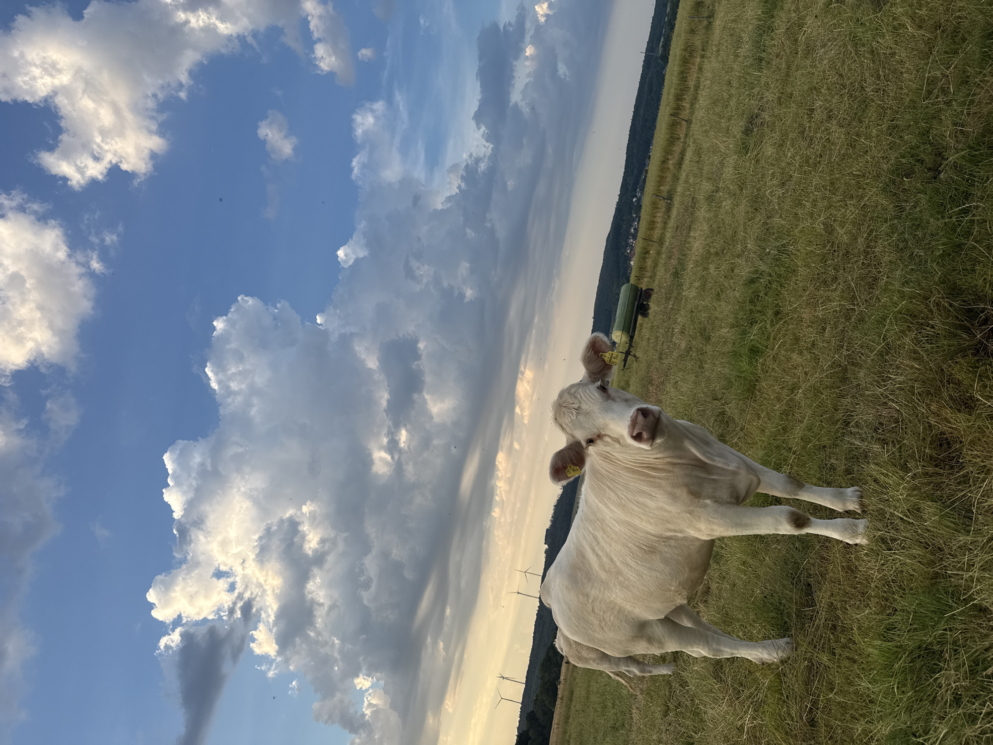 A white cow stands in a grassy field in Beltershain, Germany. The cow is facing the camera and looking directly at it. The field is green and lush, with some dry patches. In the background, there are rolling hills with trees and wind turbines. The sky is blue with some fluffy white clouds. A green trailer is parked in the field behind the cow. The scene is lit by the warm, golden light of the setting sun.