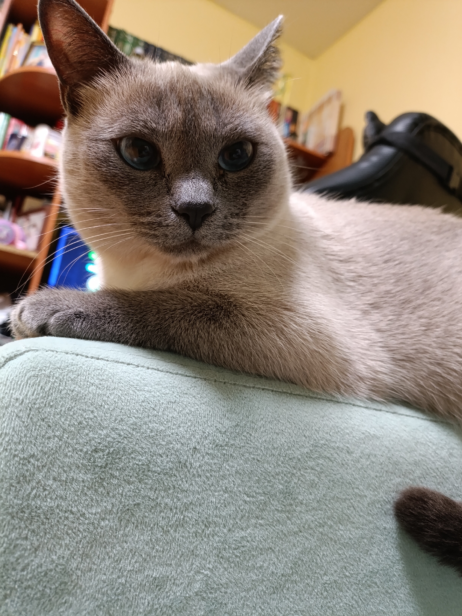 A close-up shot features a Siamese cat with blue eyes. The cat is lying on a light green, textured surface, possibly a couch or chair. Its tail, dark brown in color, is visible in the lower right corner of the frame. The cat's coat is a mix of gray and beige tones. In the blurred background, there is a bookshelf filled with books and a black object that looks like a chair. The image appears to have been taken indoors. The city of Chaikovsky, Russia is not confirmed by provided information.
