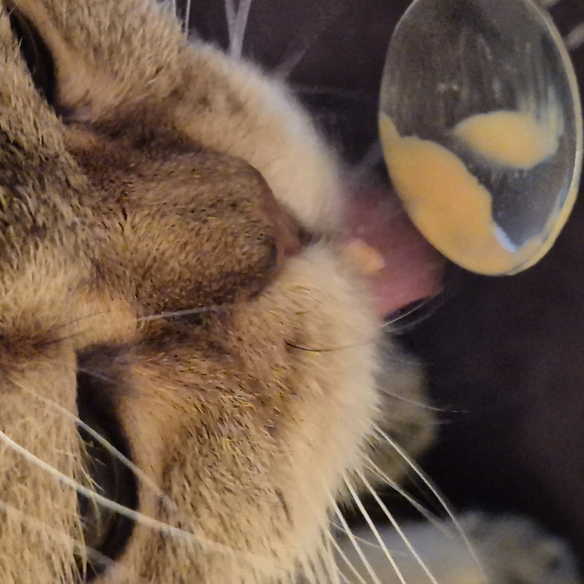 A close-up captures the face of a light brown tabby cat with closed eyes, its tongue protruding slightly towards a spoon. The spoon contains a yellowish substance. Long, white whiskers extend from the cat's face. The background is dark and indistinct. The location is not determinable from the image.