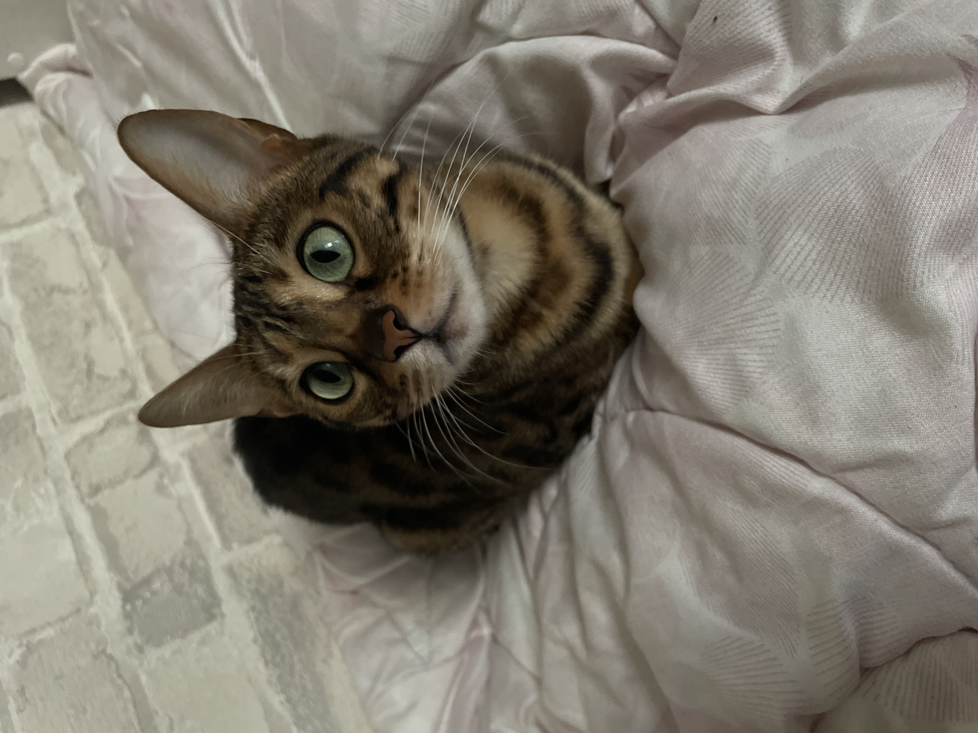 A Bengal cat with striking green eyes is curled up on a pink blanket. The cat has distinct tabby markings on its fur. The background appears to be a brick-patterned wallpaper. The image was taken indoors. There is no information about the location of Kamyshlov, Russia.