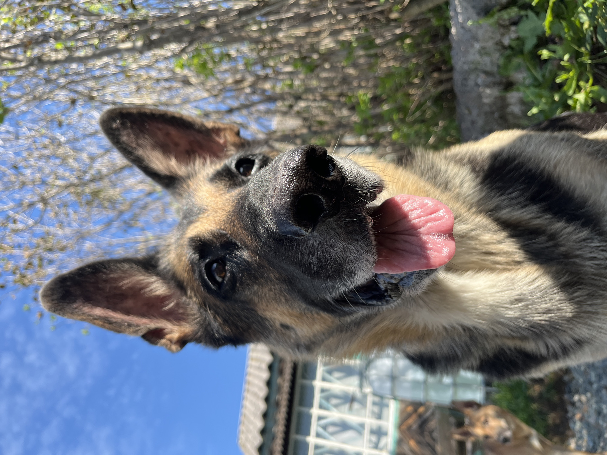 A German Shepherd dog with its tongue out is in the foreground, looking upwards and to the right. The dog's snout, eyes, and ears are in sharp focus. In the background, a residential building with a gray roof is visible to the left, and a blurred tree with green foliage is to the right. The sky is blue with scattered clouds. A second dog, out of focus, is visible in the mid-ground to the left. The scene appears to be outdoors. There is no indication of the city of Nizhny Tagil, Russia in the image.