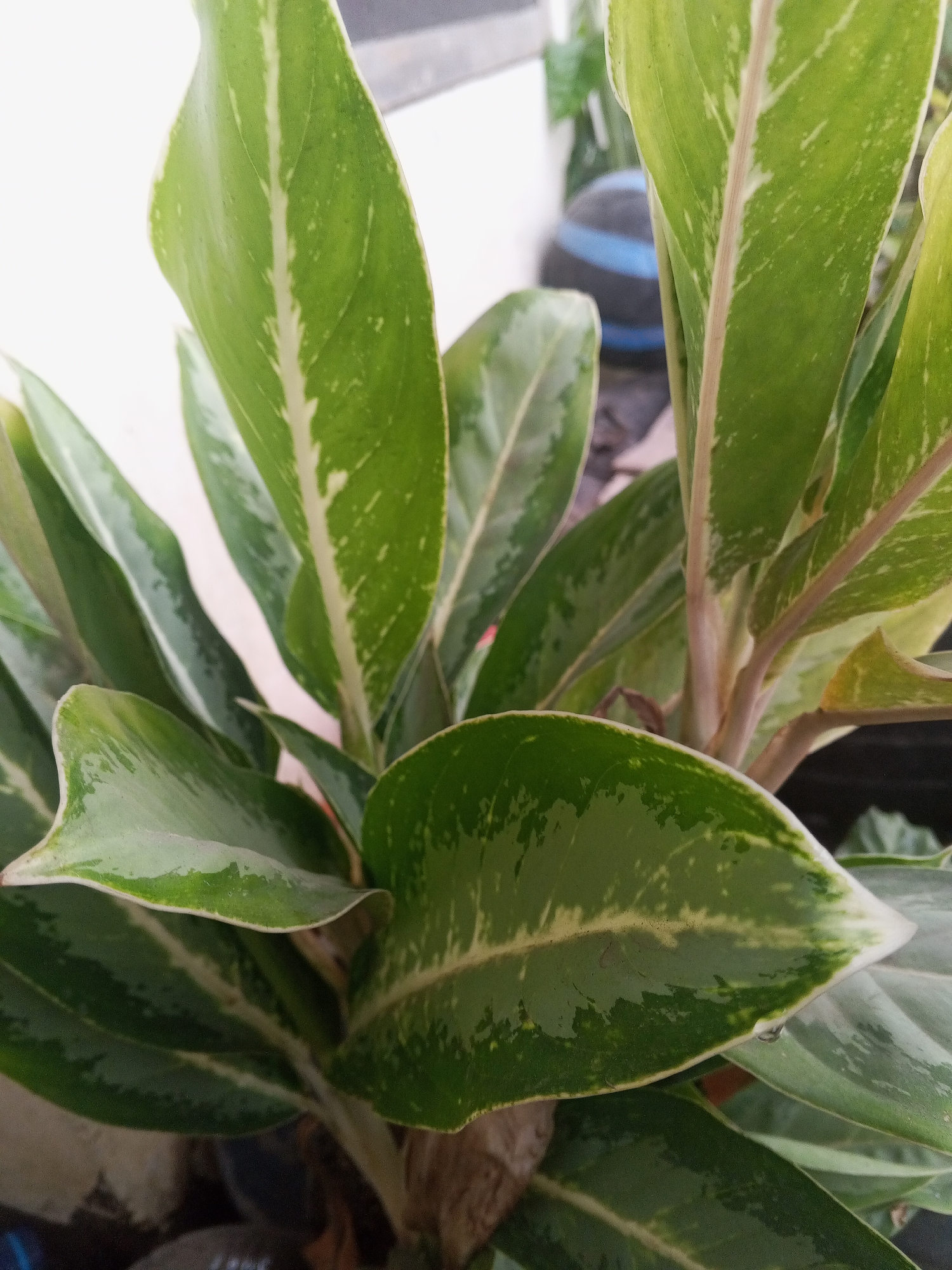 The image shows a close-up view of several large, glossy, green leaves of a plant, likely an Aglaonema species, characterized by a prominent, lighter green or cream-colored stripe running down the center of each leaf, with irregular speckled patterns within the green areas. The leaves are varied in their orientation, with some overlapping and others angled towards the viewer. A few stems, appearing reddish-brown, are visible in the background, supporting the leaves. The background is softly blurred, showing hints of a white wall or structure on the left and darker, indistinct shapes that suggest other plants or objects, possibly a pot or a blurred spherical object with a blue band. The overall impression is of a healthy, well-lit indoor or covered outdoor plant, with some water droplets visible on the surface of some leaves, indicating recent watering or high humidity. There are no people or animals present in the image. The image appears to be a photograph taken in the city of Turen, Indonesia.