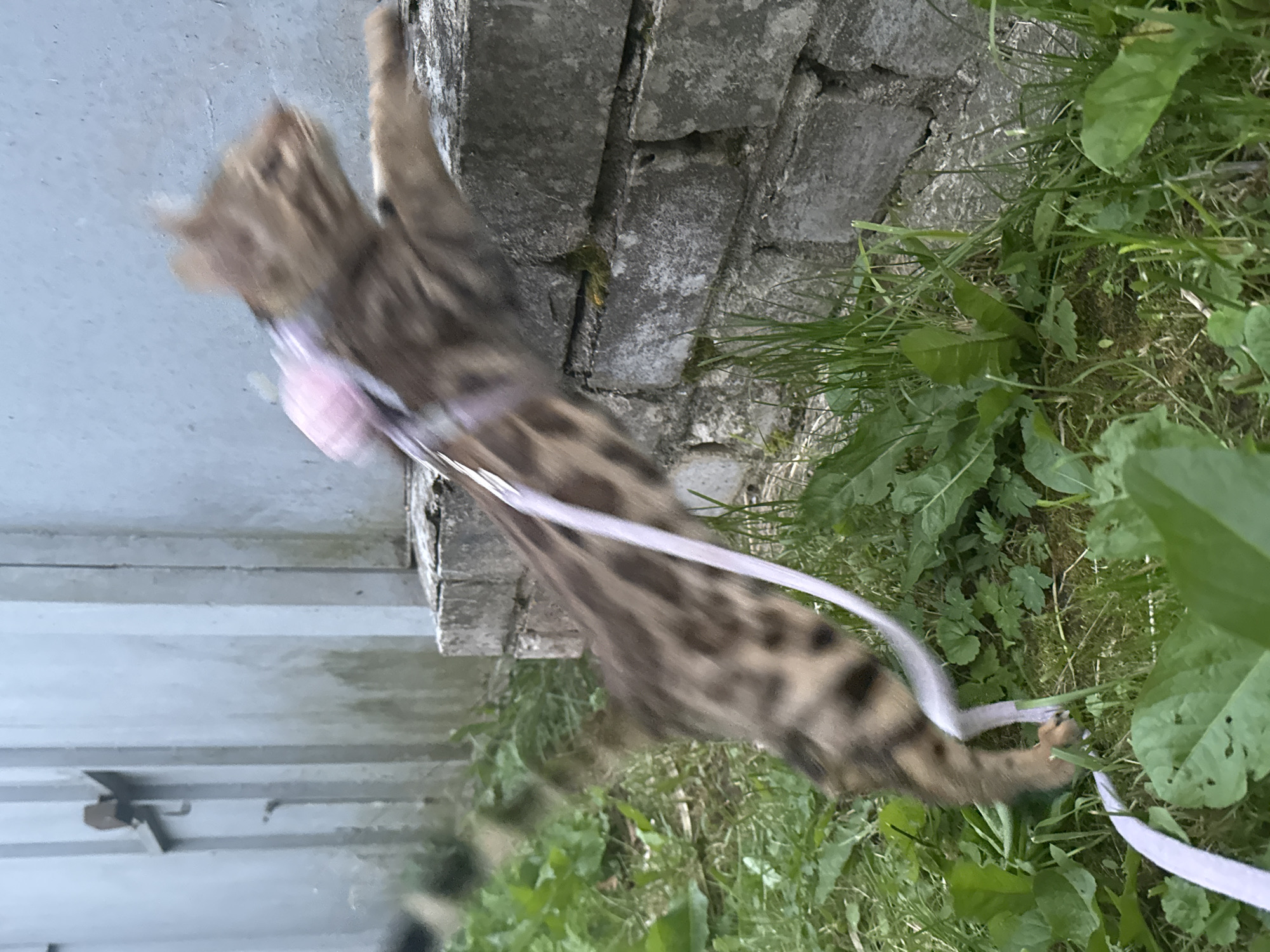 A blurred Bengal cat with a pink harness and leash is positioned on its hind legs, reaching out with its front paws towards a rough, grey concrete wall. The cat's body is mostly in motion blur, but its spotted fur pattern is visible. It is outdoors, with green grass and some large leaves in the foreground. The concrete wall appears to be part of a building structure, possibly an external wall or fence. The overall scene suggests a moment of playful or curious activity by the cat in an urban or semi-urban outdoor environment. The specific location in Rzhev, Russia is not visually identifiable from the image.