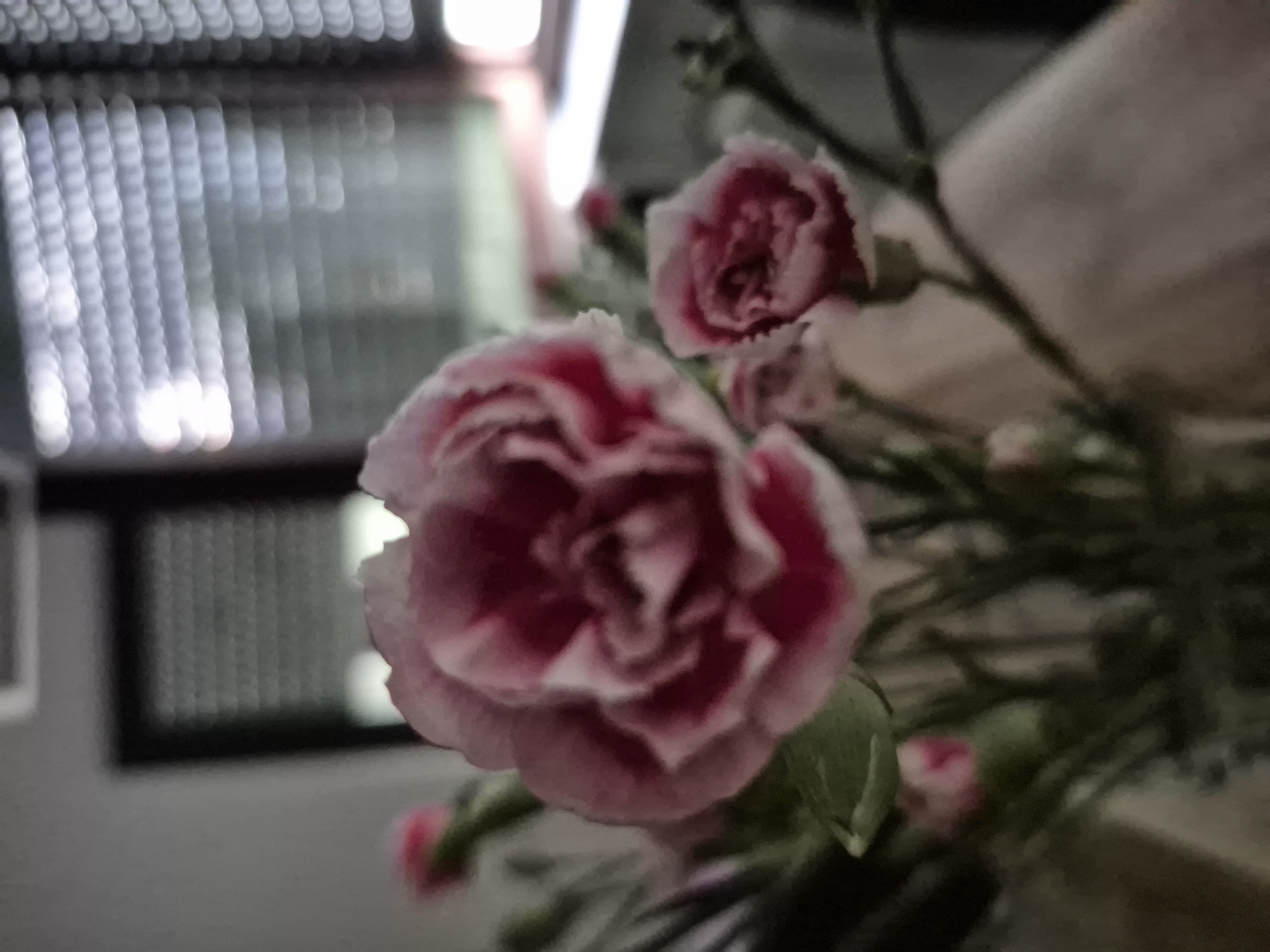 A close-up, out-of-focus shot of pink and red carnations in a vase. The background is blurred, showing horizontal blinds and a window.