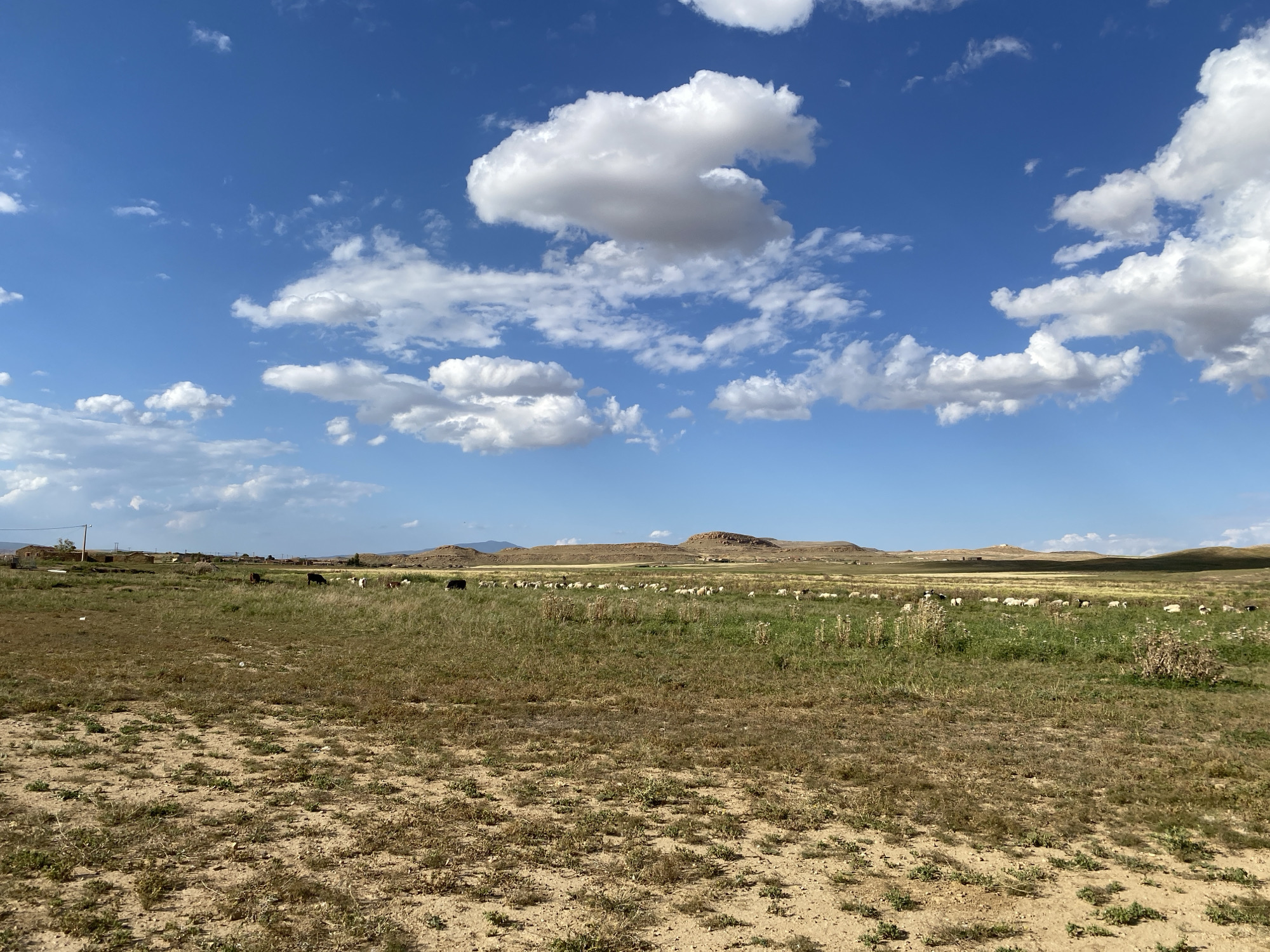 The image depicts a rural landscape in daylight under a blue sky with scattered cumulus clouds. The foreground consists of dry, cracked earth sparsely covered with vegetation. The midground transitions to a field of dry grasses and vegetation, where a herd of sheep or goats is grazing. In the background, there are low rolling hills and structures resembling a small settlement or village, possibly indicating the location in the city of Aziz, Algeria. The environment is arid or semi-arid. No people are visible. The primary action observed is the grazing of the herd.