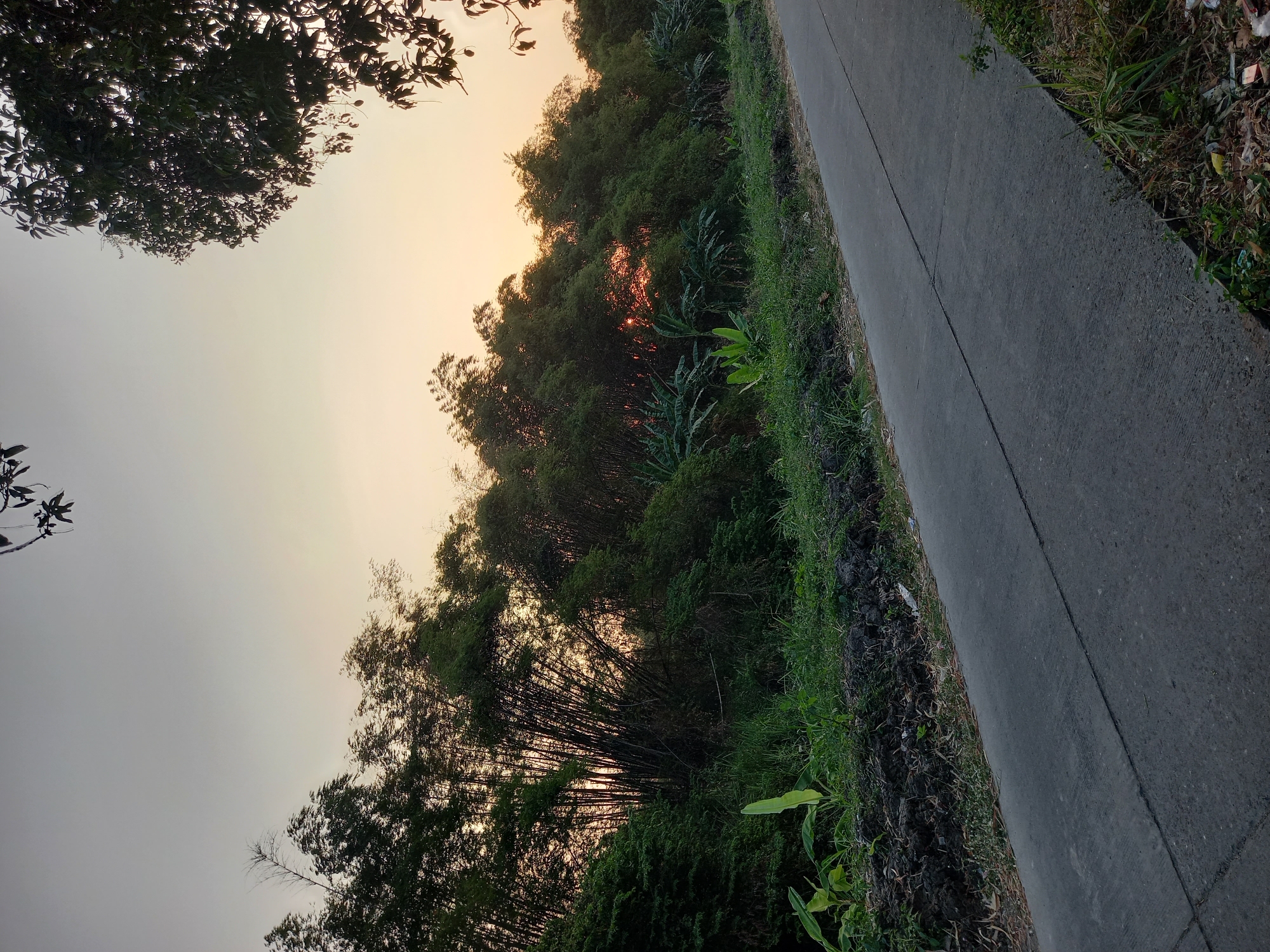 The image captures a rural scene near Kebon Agung, Indonesia, during what appears to be dusk or dawn. A paved road runs diagonally from the lower left to the upper right of the frame, bordered by a grassy shoulder and a dark, earthen embankment. Dense foliage, primarily bamboo and other lush green plants, dominates the left side of the image, creating a thick wall of vegetation. The setting sun is partially visible through a break in the bamboo stalks, casting a warm, orange glow. The sky above is a pale gradient of grey and orange. Silhouetted tree branches, likely from a larger tree, are visible in the upper right and top left corners of the image. There are no people or animals present in the scene. The overall impression is one of natural tranquility and the end of a day in a tropical environment.