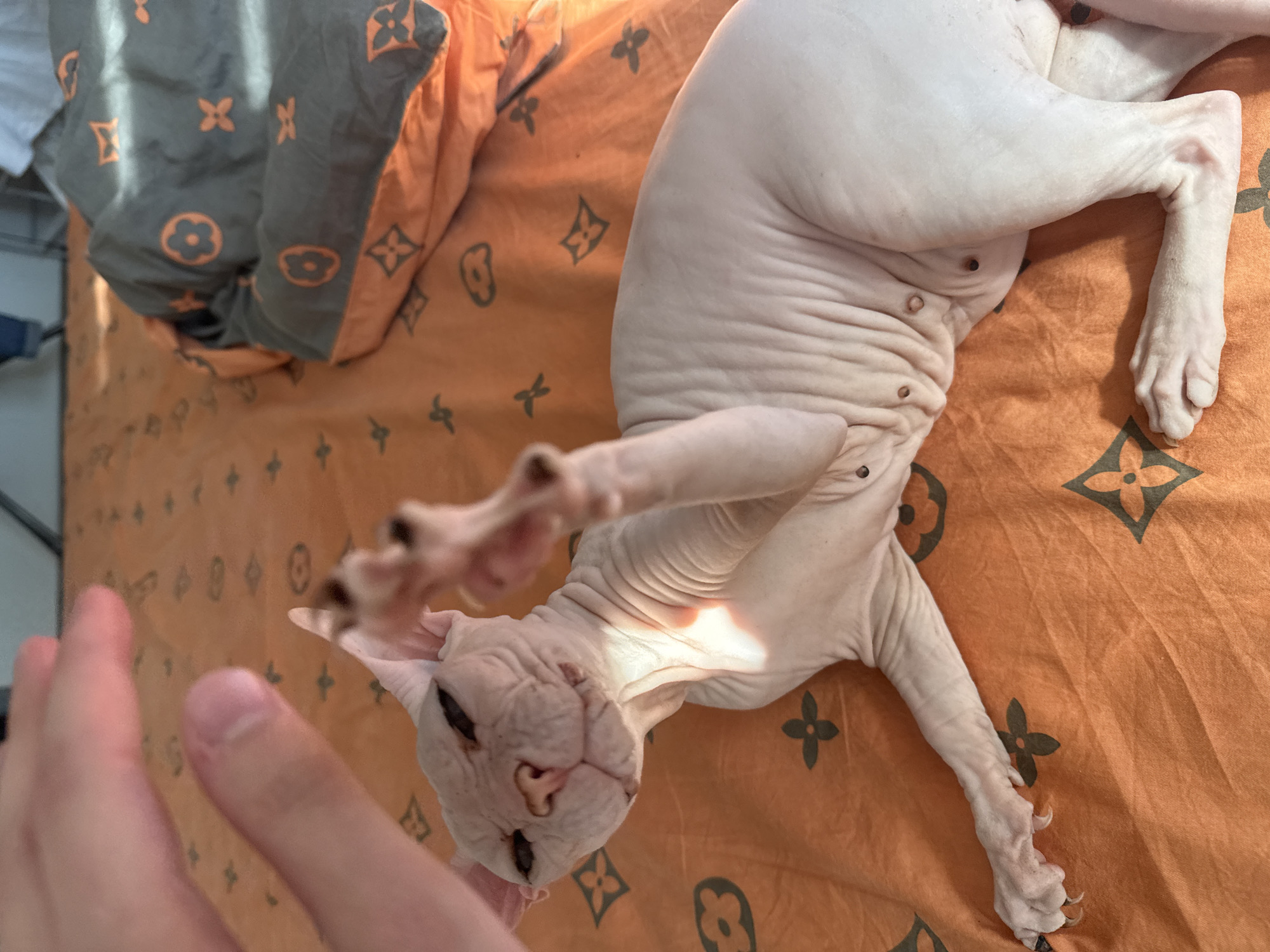 An indoor scene depicts a Sphynx cat interacting with a human hand on an orange bed. The cat is lying on its back or side, oriented diagonally across the frame from lower left to upper right. Its pale pinkish-white, wrinkled body is visible, with prominent nipples on its belly. The cat's head is tilted towards the upper left, eyes partially closed or squinting, and its mouth appears slightly open with a faint "smile." Its left front paw is raised and extended towards a fair-skinned human hand, which is positioned in the upper left of the frame, slightly blurred. The cat's claws are visible on the raised paw. Its right front paw is extended along its body towards the bottom left, and its hind legs are bent. The bed is covered with an orange sheet featuring a repeating pattern of dark gray symbols, including a four-petal flower and a stylized 'X' or cross. In the upper right quadrant, a gray and orange pillow or folded duvet with the same pattern is visible. Direct sunlight casts distinct shadows and bright highlights across the cat and the bedspread. While the user states the location as Krasnoyarsk, Russia, no visual cues within the image corroborate this specific geographical location.