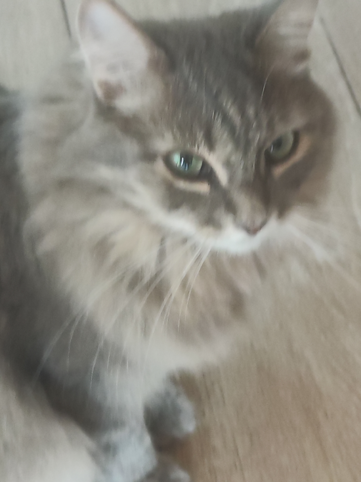 A close-up, slightly blurry, eye-level shot of a long-haired, gray tabby cat is presented. The cat's head is angled to the right, with its green eyes looking towards the viewer. Its fur is predominantly gray with darker tabby markings visible on its forehead and cheeks. The cat has prominent white whiskers. The background appears to be a wooden surface, possibly a floor, with visible wood grain. No specific location in Chaikovsky, Russia, can be determined from the image. There are no people or actions depicted.