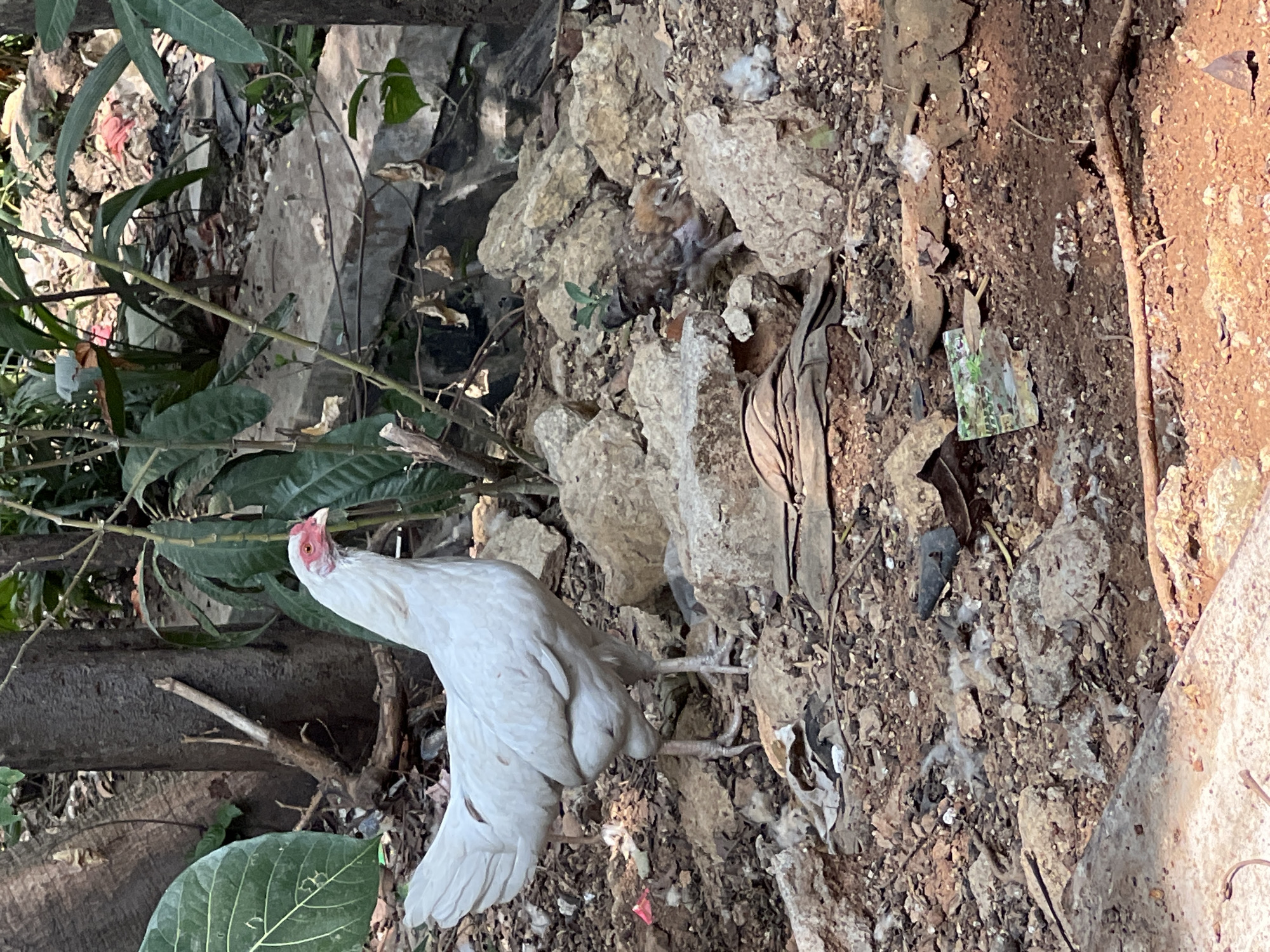 A white hen stands on rocky ground, facing left. Behind it, a small brown chick is partially obscured by rocks. The ground is covered with dirt, rocks, and scattered debris. Vegetation, including leaves and branches, is visible in the background. The scene is outdoors, likely in an unkempt area.