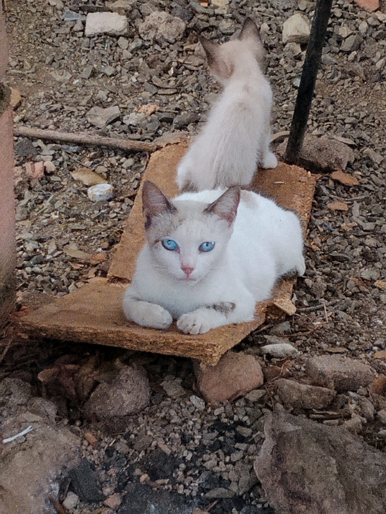 This image depicts two kittens in an outdoor, rubble-strewn environment. In the foreground, a white kitten with striking blue eyes is lying down on a piece of rough, brown material. It has grey markings on its ears and a small grey patch on its back. Behind it, a lighter-colored kitten, possibly a Siamese mix, is sitting and facing away from the camera. The ground is covered with various sizes of rocks, dirt, and debris, suggesting an undeveloped or construction area. The background is blurred, but appears to be more of the same rocky and earthy terrain, with some indistinct vegetation or structures. There is a dark vertical object, possibly a pole or stake, to the right of the lighter kitten. The lighting suggests it is daytime. The image does not provide any specific details indicating a location within Las Guevaras, Venezuela; it is a general depiction of an outdoor setting with kittens.