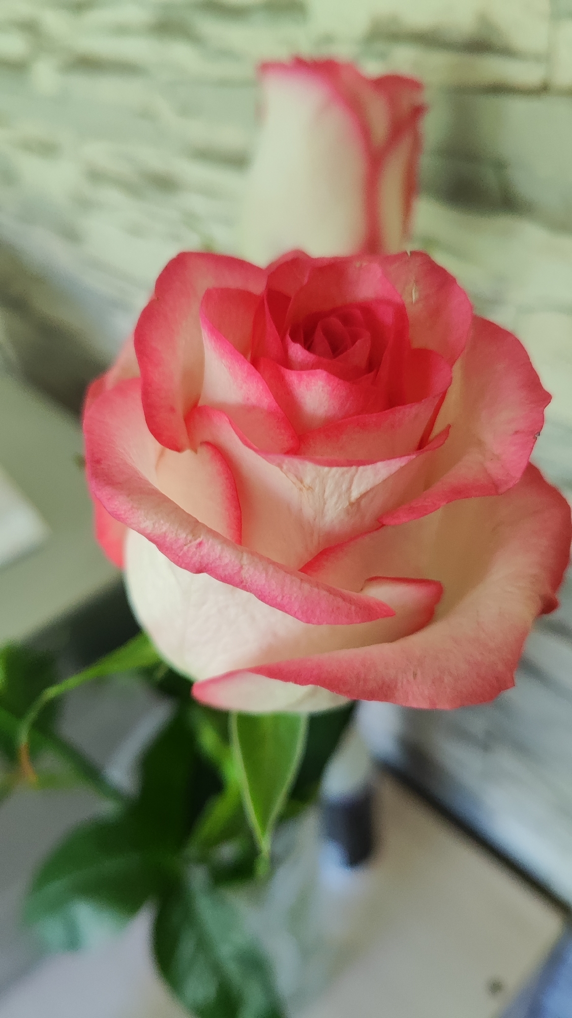 The image shows two roses, one in focus and one slightly out of focus in the background. The rose in the foreground has white petals edged with pink. Green leaves are visible beneath the rose. The background appears to be a textured surface, possibly a wall, with a subtle striped pattern. There are no people or visible actions in the image. The setting does not provide any information to determine its location in the city of Dagomys, Russia.
