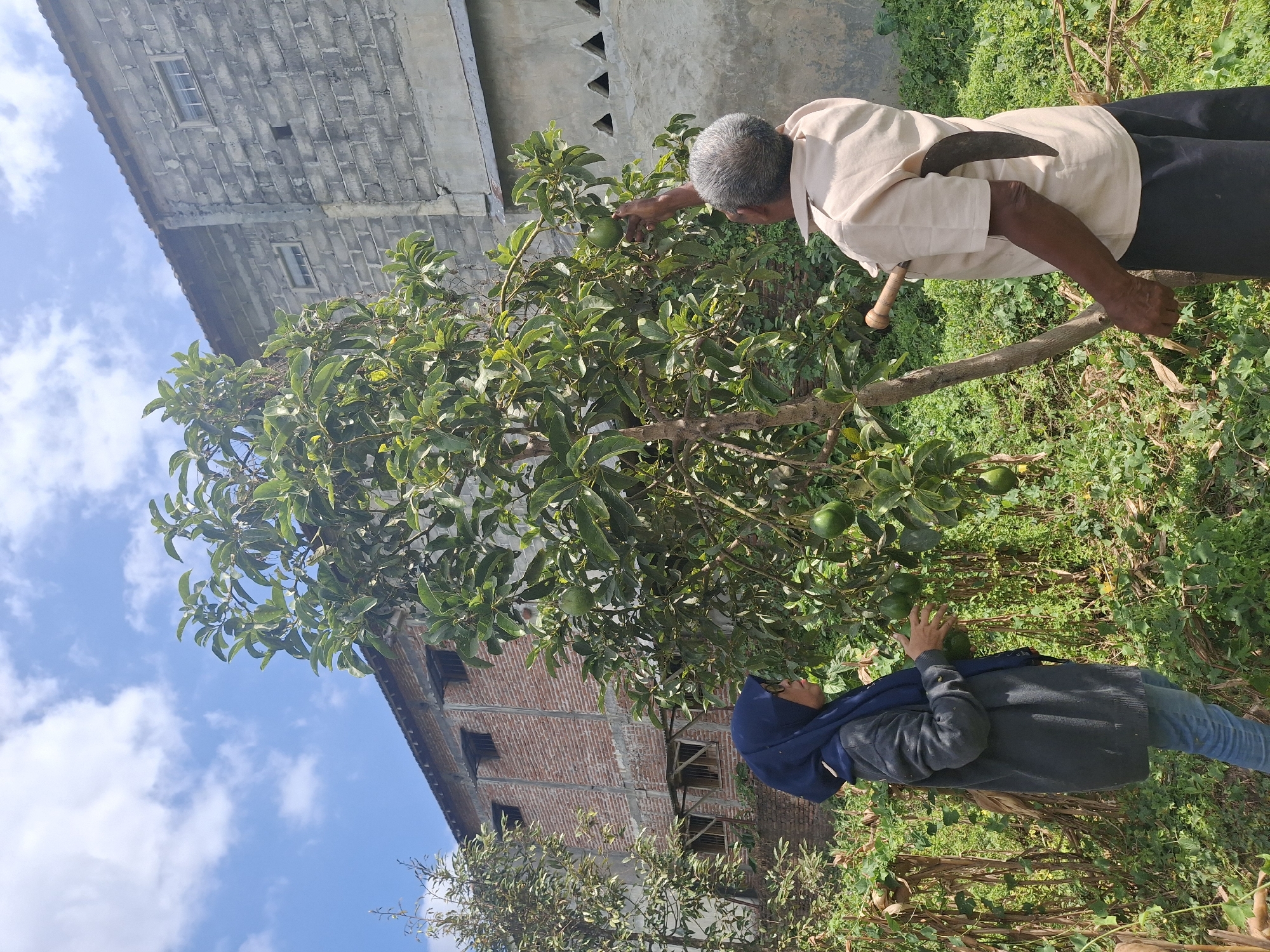 In Denok, Indonesia, two individuals are standing in front of a large avocado tree laden with fruit. The tree is situated in a garden with lush greenery and other vegetation surrounding it. Behind the garden, there are two buildings. The building on the left is constructed from red brick with several windows. The building on the right is made of grey concrete blocks and also has windows. The sky above is blue with scattered white clouds.
The person on the left, wearing a navy blue hijab, glasses, a dark grey sweater, and blue jeans, is looking at the avocado tree and holding several avocados in their hands. The person on the right, an older man with grey hair, is wearing a light brown short-sleeved shirt and dark trousers. He is reaching up towards an avocado on the tree. A sickle is tucked into the back of his shirt. The scene suggests the act of harvesting avocados.
