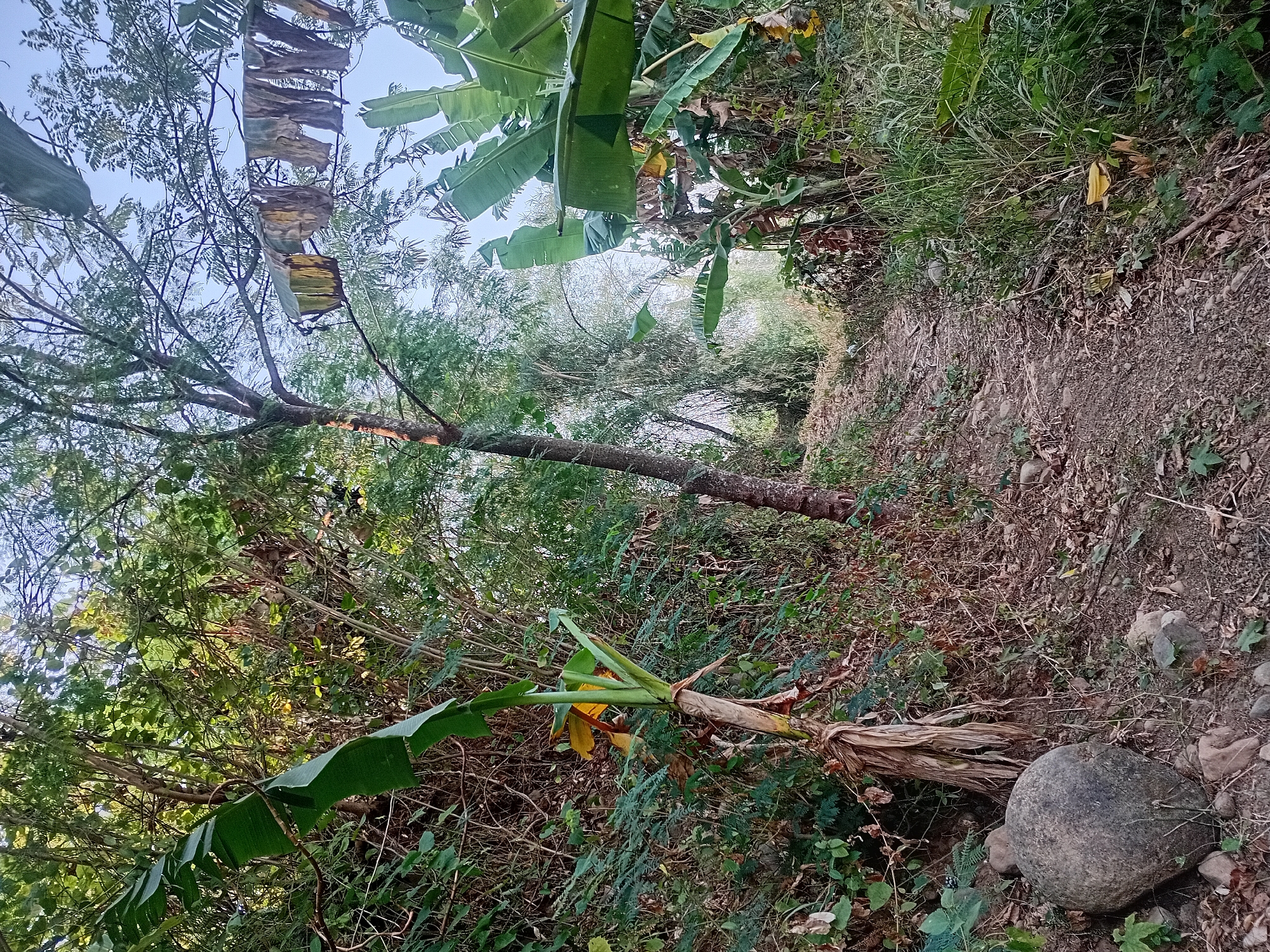 A dirt path winds through a lush, overgrown natural environment. On the left, a young banana tree with vibrant green leaves stands tall against a backdrop of dense foliage and a large, grey boulder at its base. To the right, a dense thicket of tall grasses and banana plants lines the path, with a variety of other plants and fallen leaves scattered along the ground. The path leads uphill and curves out of view. In the background, several dead, yellowed banana leaves are hung on branches of a tree, silhouetted against a clear blue sky. The overall impression is one of a wild, untamed, and somewhat neglected natural area.