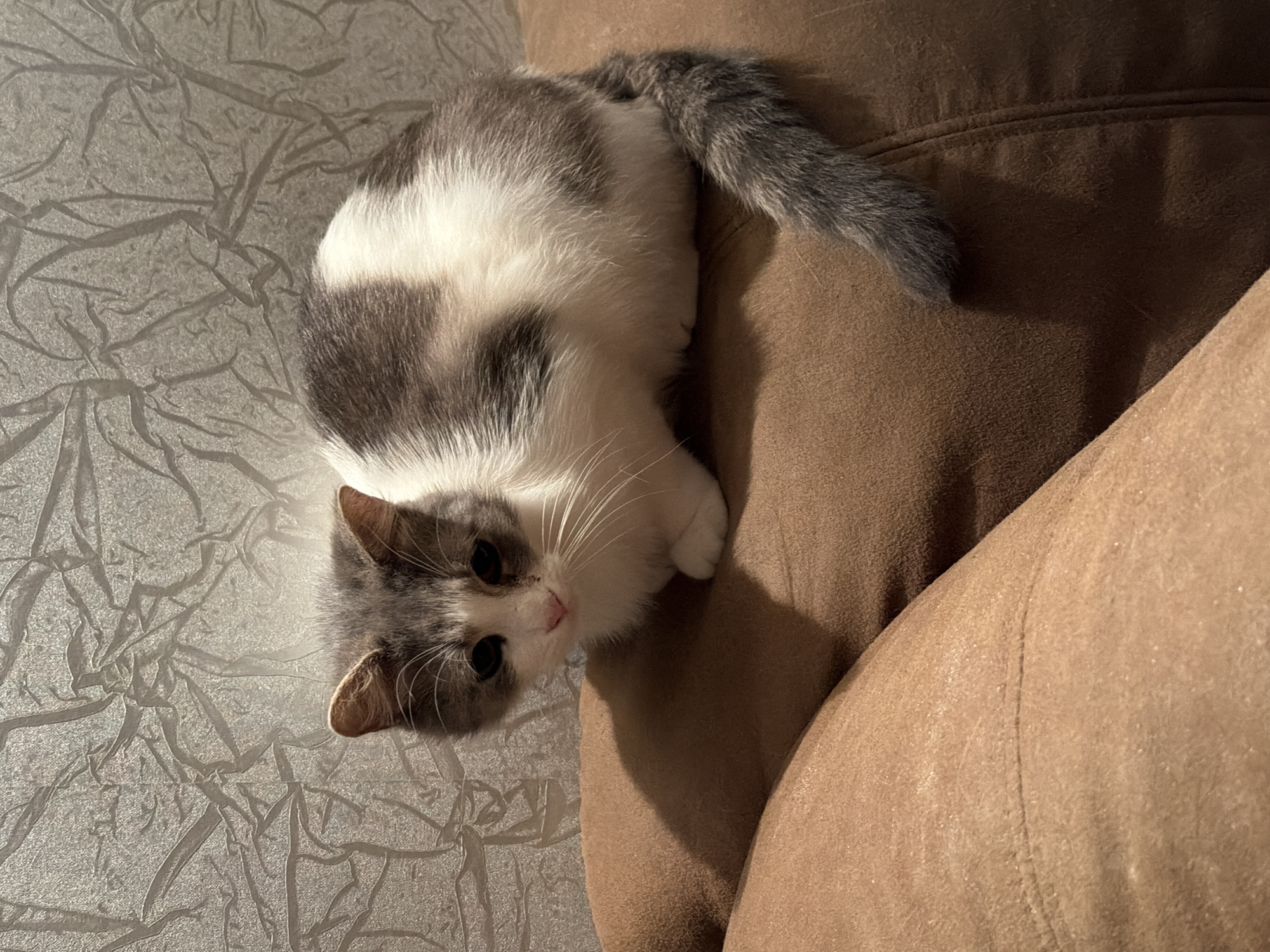 A gray and white cat sits on a brown couch in front of a textured gray wall. The cat is facing the viewer with its paws tucked beneath its body. Its tail is curled around its body. The wall has a pattern of branching lines. The couch is upholstered in a soft, textured fabric. The scene appears to be indoors.