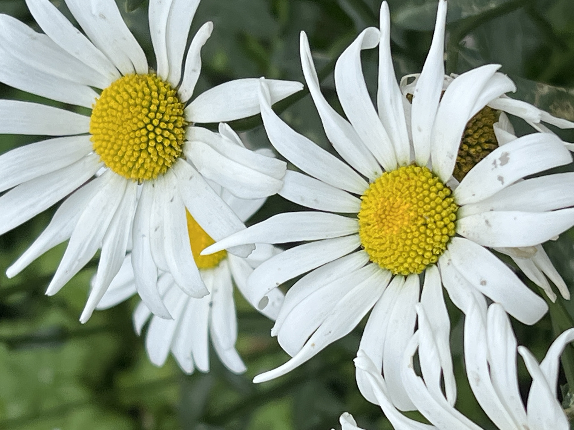 The image shows a close-up of two white daisies with bright yellow centers against a blurred green background. The daisies are in focus, with their petals clearly defined. The foreground daisy is larger and more prominent, with several of its white petals curling outwards. The second daisy is partially visible behind and above the first, also displaying its white petals and yellow center. The overall impression is one of natural beauty and tranquility. The image does not contain any information about the city of Noviy, Russia.