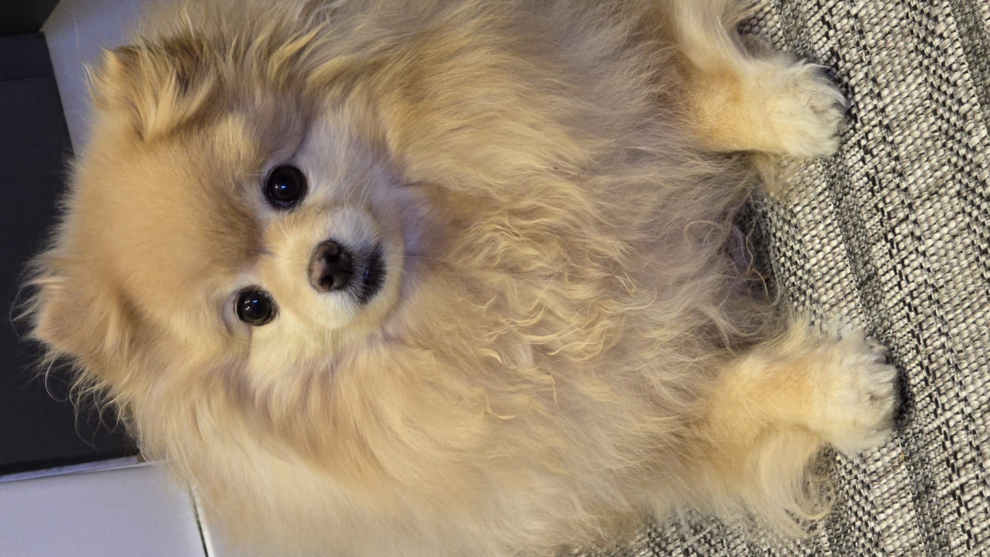 The image shows a close-up, portrait-style photograph of a fluffy, light-brown Pomeranian dog sitting on a textured, grey rug. The dog is facing the camera with its head slightly tilted. It has large, dark eyes and a small black nose. Its fur is abundant and covers most of its body, giving it a rounded appearance. The background is out of focus, but appears to be a dark wall or surface. There are no people visible in the image. The location is identified as Verkhnekazymsky, Russia, however, the image itself does not contain any visual elements that would indicate this specific location.
