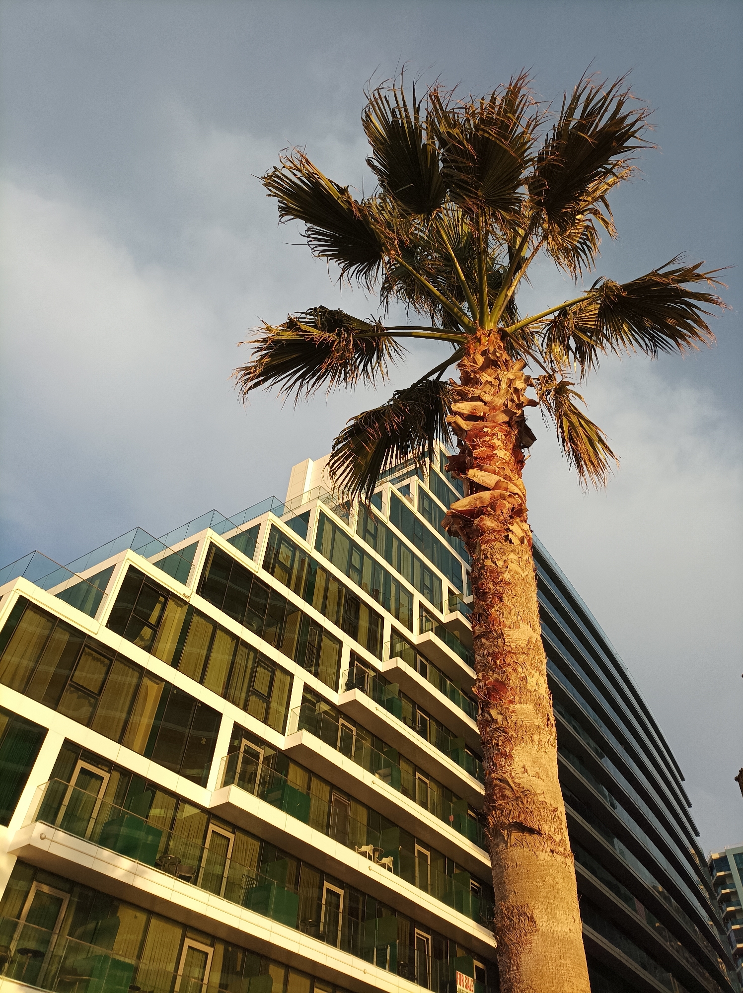The image displays an urban setting in Batumi, Georgia, featuring a tall palm tree positioned centrally in the foreground. The palm tree's textured trunk and fan-like fronds are strongly illuminated by a low-angle golden light, consistent with either sunrise or sunset. Behind the palm, a multi-story building on the left exhibits a stepped architectural design with prominent white horizontal and diagonal framing around numerous balconies and large reflective glass windows. The glass surfaces primarily display a greenish-yellow tint. Balconies are enclosed by clear glass railings; some contain dark objects identified as chairs and tables, or green rectangular elements. A "FOR SALE" sign is affixed to a lower balcony of this structure. To the right, another multi-story building, partially obscured by the palm tree, presents a darker facade with horizontal bands of glass and structural components. The sky above is a mix of light blue and grey with scattered clouds. No human subjects or discernible activities are present within the frame.