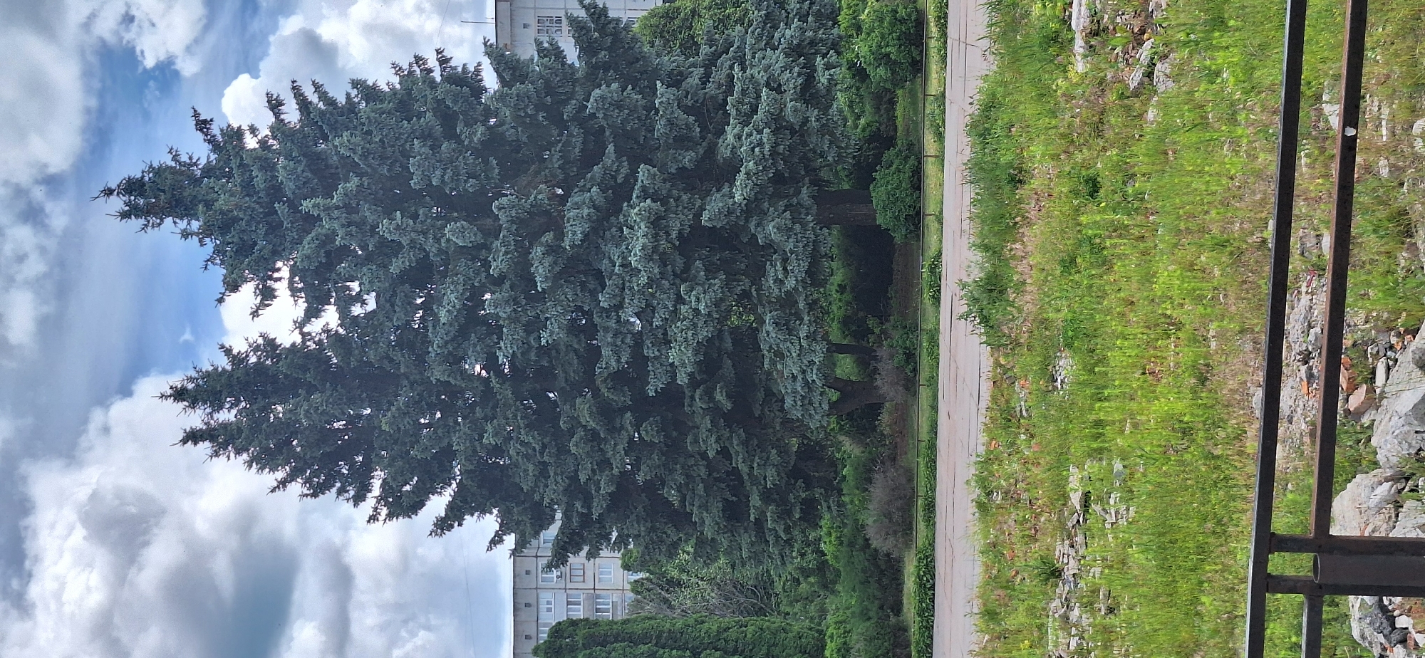 This is a vertical, eye-level, medium shot of a large blue spruce tree in Bila Tserkva, Ukraine. The tree's branches are thick and heavy with needles, giving it a lush, full appearance. The needles are a deep blue-green color, characteristic of a blue spruce. Behind the tree, a multistory building with a light-colored facade and numerous windows is visible. The building appears to be residential, with its symmetrical design and rows of windows.
To the right of the tree, a paved pathway runs parallel to a grassy area. This area is covered in a mix of green grass and scattered rocks and debris. A dark metal fence runs along the right edge of the frame, partially obscuring the view of the grassy area.
The sky above is a mix of blue and white clouds, suggesting a bright but potentially overcast day. The lighting indicates it is daytime. The overall scene depicts an urban or suburban landscape, with a prominent natural element in the form of the large evergreen tree. There is no visible text in the image.
