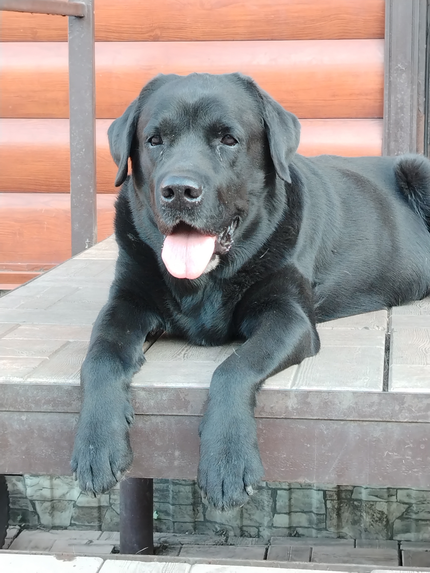 A black Labrador Retriever dog is pictured lying down on an outdoor deck or porch. The dog's head is raised, facing the viewer, with its tongue partially extended in a relaxed pose, suggesting mild panting. Its fur is a solid black, and its eyes are open and dark. The dog's front paws are stretched forward, resting on the deck surface.
The deck appears to be constructed from light-colored, possibly tiled or planked material with a subtle pattern. Behind the dog, a wall made of reddish-brown horizontal wooden planks forms the immediate background. A dark, vertical metal support beam or railing is visible on the left side of the frame. Below the level of the deck, a foundation or lower wall constructed from irregular grey and brown stones can be seen, along with another dark vertical support.
The scene is lit by natural daylight, indicating it is daytime. The dog appears calm and content. No visible text is present in the image. The location context for this image is Рассвет, Russia.