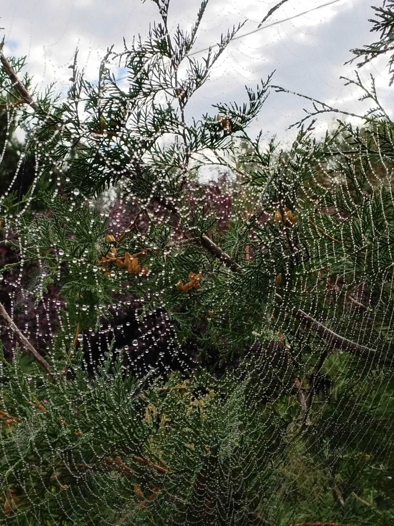 The image shows a close-up view of a spider web covered in dew drops, clinging to the branches of a coniferous tree. The spider web is intricate and delicate, with each strand adorned with numerous tiny water droplets that sparkle in the light. The branches of the tree are green and feathery, with some brown dried pinecones visible amongst the needles. The background is a soft blur of green foliage and a cloudy sky. The scene appears to be outdoors, possibly in a garden or a park. The location provided, Bialynichy, Belarus, suggests a natural outdoor setting. No people or actions are depicted in the image.