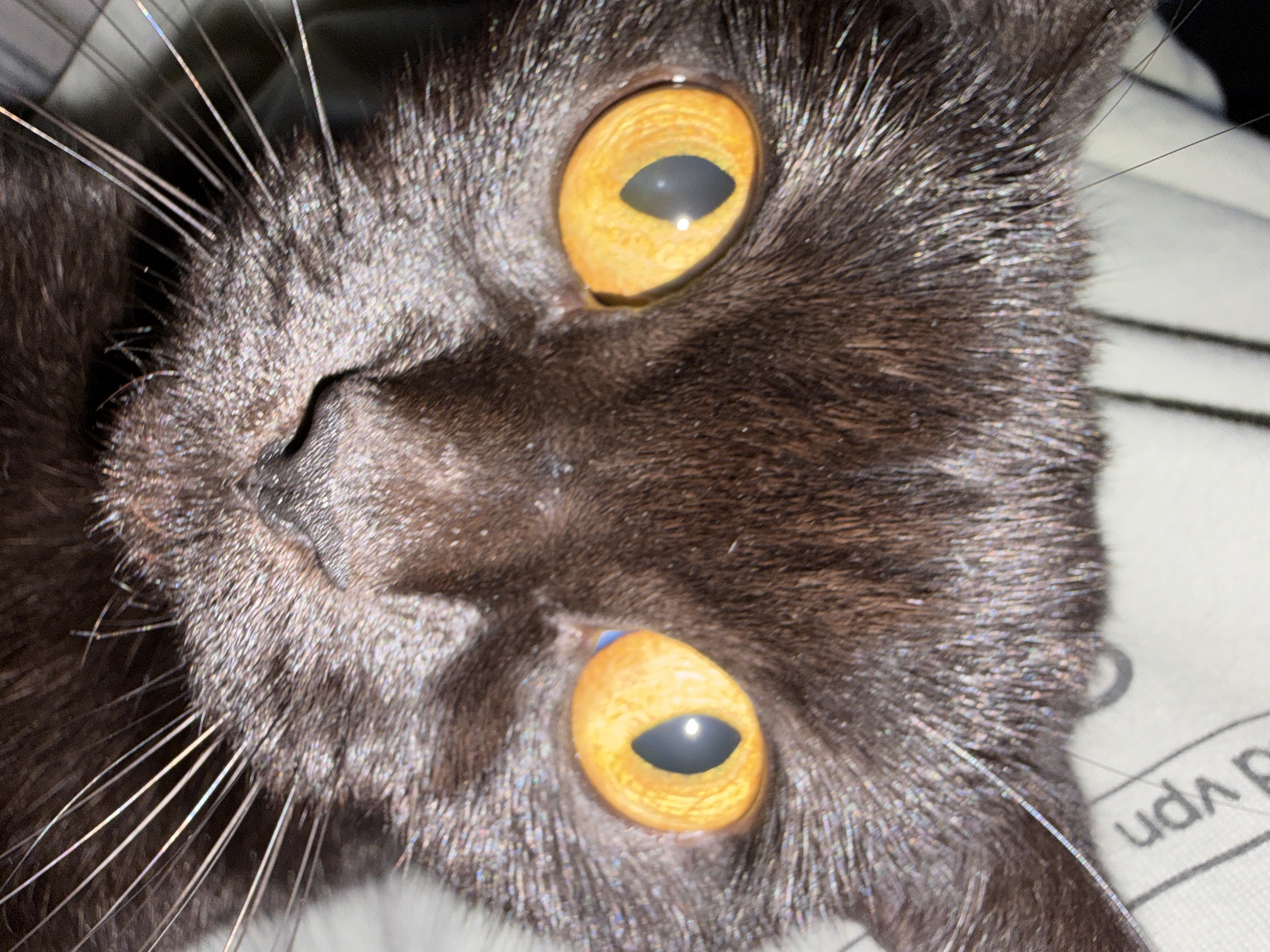 The image is a close-up, upside-down view of a black cat's face, focusing on its large, bright orange eyes. The cat's fur is dark and appears to have a slight sheen, possibly from light reflection. The whiskers are prominent and extend outwards. The eyes have dark, slit-like pupils, with a reflection of light visible within them. The cat's nose and the area around its eyes are detailed, showing the texture of its skin and fur. The background is blurred and appears to be a light-colored surface with some dark lines and text, possibly a piece of fabric or paper with printing. There is no indication of the city of Leninsk-Kuznetskiy, Russia, or any forensic details related to a crime scene.