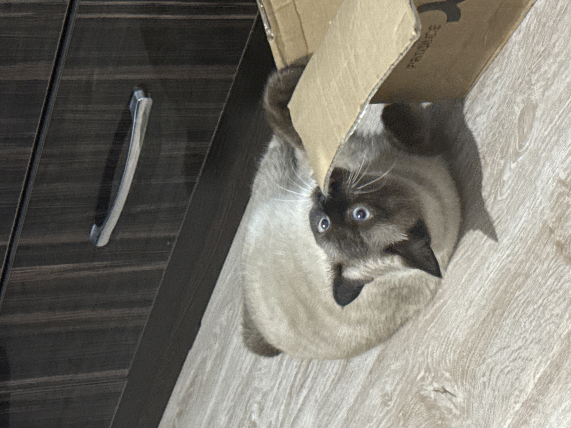 A Siamese cat lies on its back on a light-colored wooden floor, partially inside a cardboard box. The cat has light brown fur with darker brown points on its ears and face. Its eyes are wide open and blue, and its ears are pointed. The cat's body is elongated, and its legs are not clearly visible. The cardboard box is open and appears to be slightly torn. In the background, there is a dark brown piece of furniture with a silver handle. The lighting in the image is natural, casting a shadow from the cat and the box. The scene appears to be indoors.