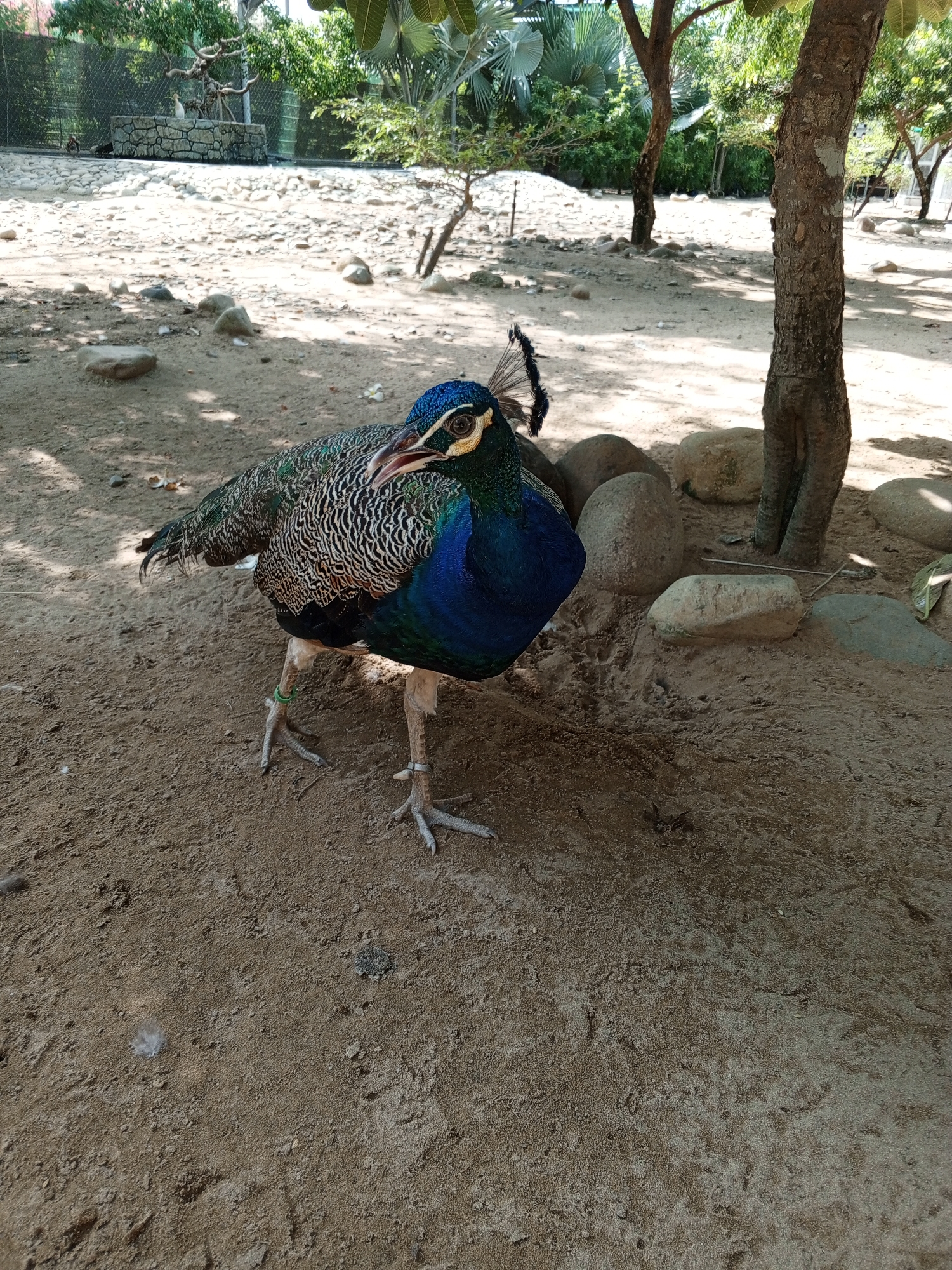 A peacock stands on sandy ground in a fenced enclosure under a tree. The peacock's body is partially obscured by shadow. It has iridescent blue and green plumage, and a crest of feathers on its head. Its legs are visible, with a green band on one leg and a silver band on the other. The enclosure has a gravelly ground, rocks, and vegetation. The background shows a chain-link fence and trees. The image appears to have been taken in Phước Hải, Vietnam, possibly at a zoo or park.