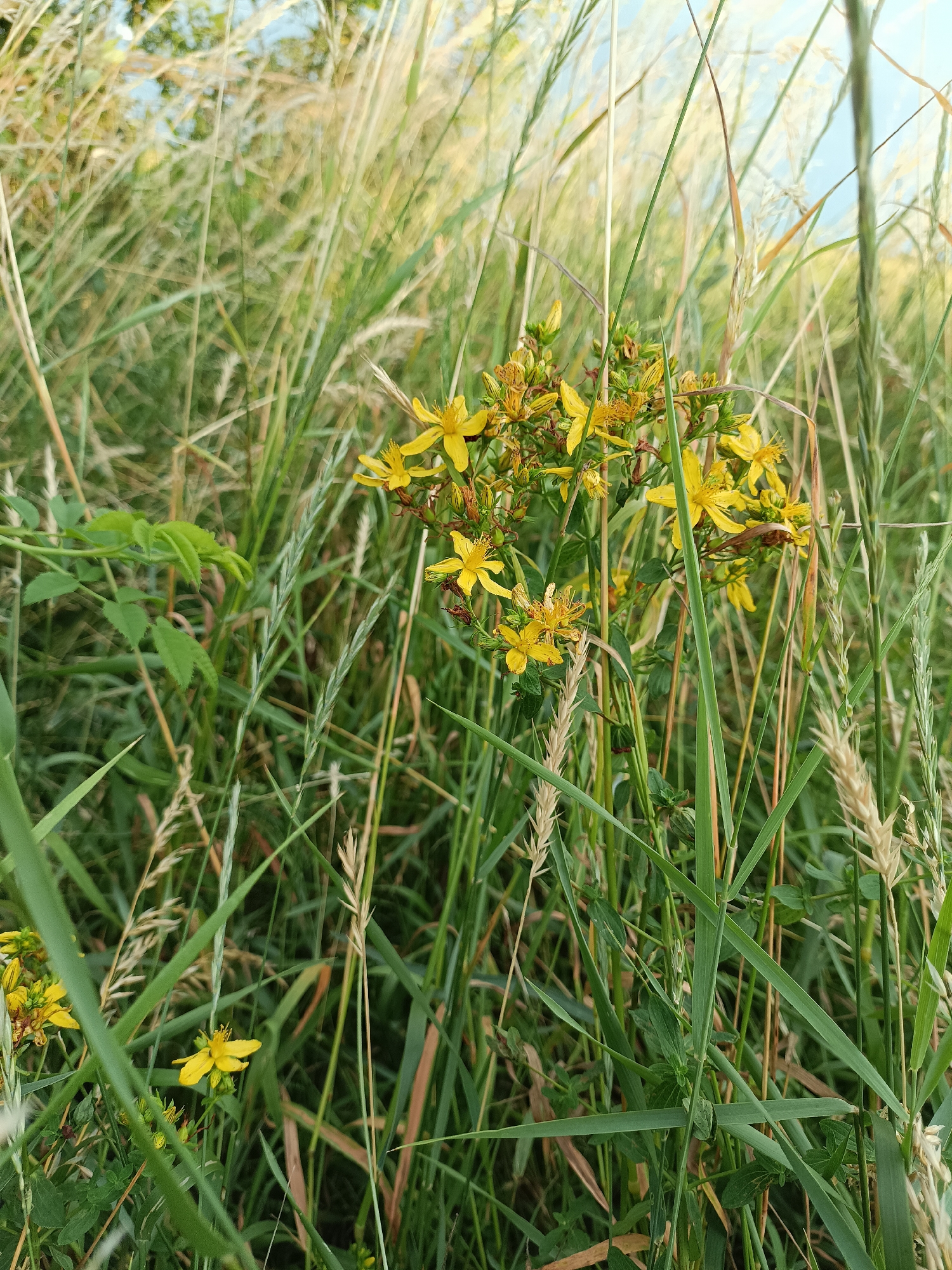 A close-up, low-angle shot captures a cluster of small yellow wildflowers blooming amidst tall, green grass and straw-like stalks. The flowers, which appear to be St. John's Wort, are in various stages of bloom, with some fully open and others still in bud. The background is filled with a blur of green and brown vegetation, suggesting a natural, outdoor setting. The sky is visible in the upper portion of the image, appearing bright and possibly hazy. There are no people or animals present in the scene. The image appears to have been taken in Gartz (Oder), Germany, likely in a meadow or field during the warmer months.